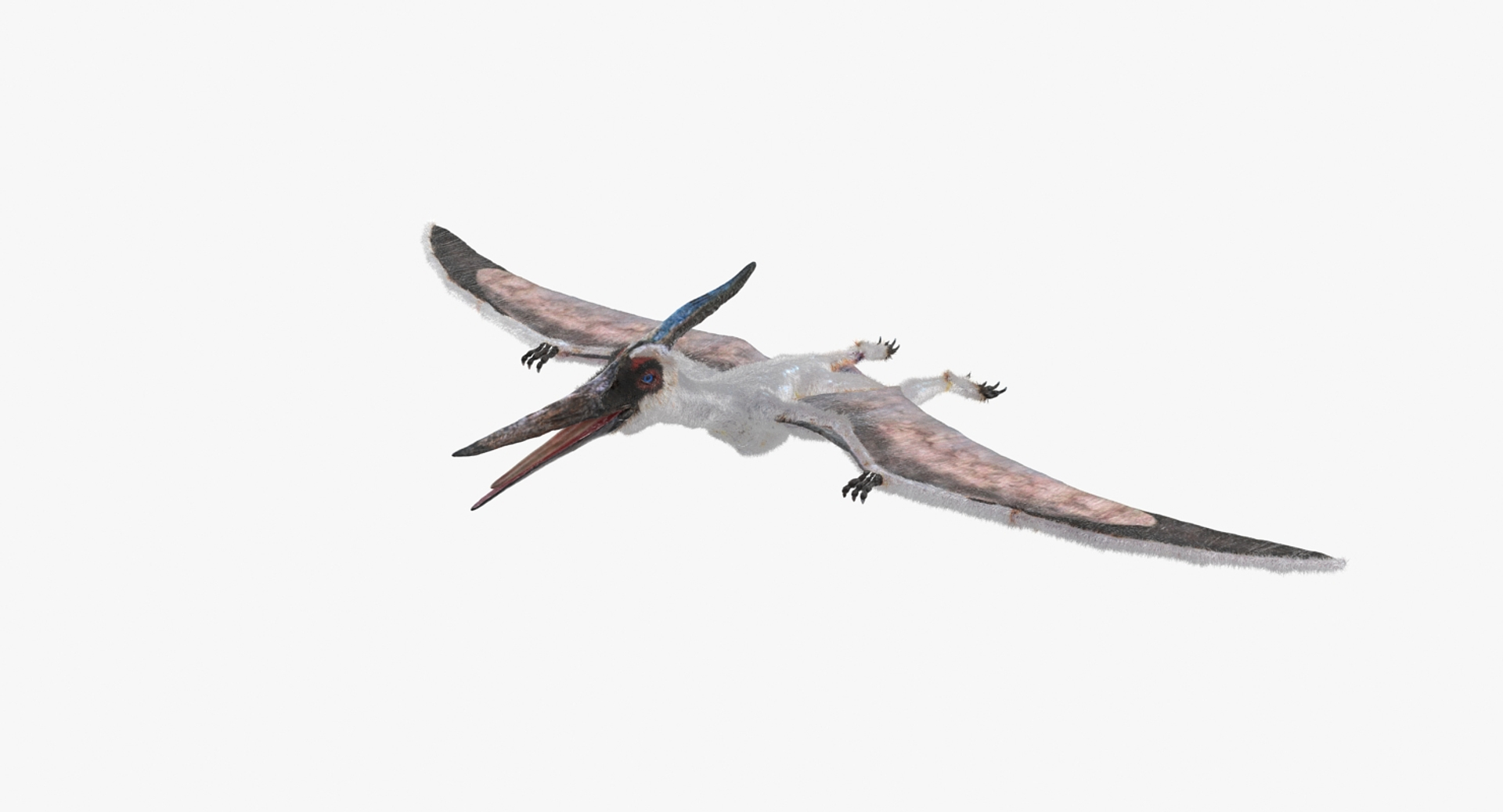 Pterosaur Pteranodon White with Fur PNG Images & PSDs for Download