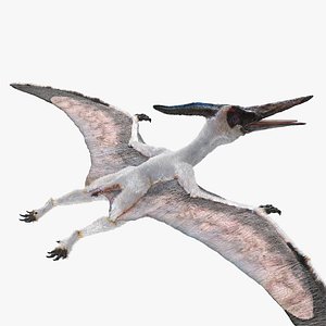 Pterosaur Pteranodon White with Fur 3D Model