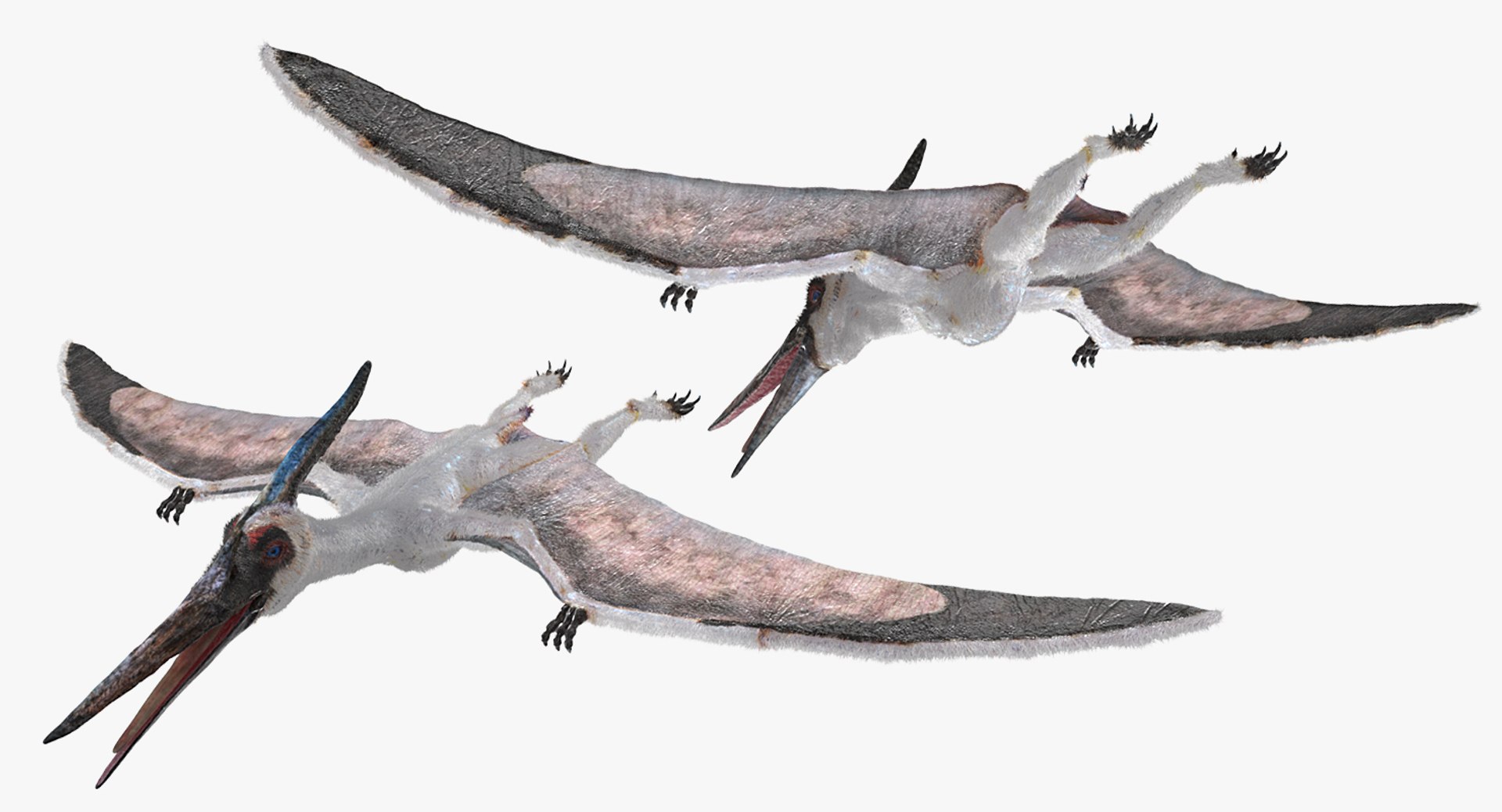 Pterosaur Pteranodon White Fur 3D Model - TurboSquid 1384183