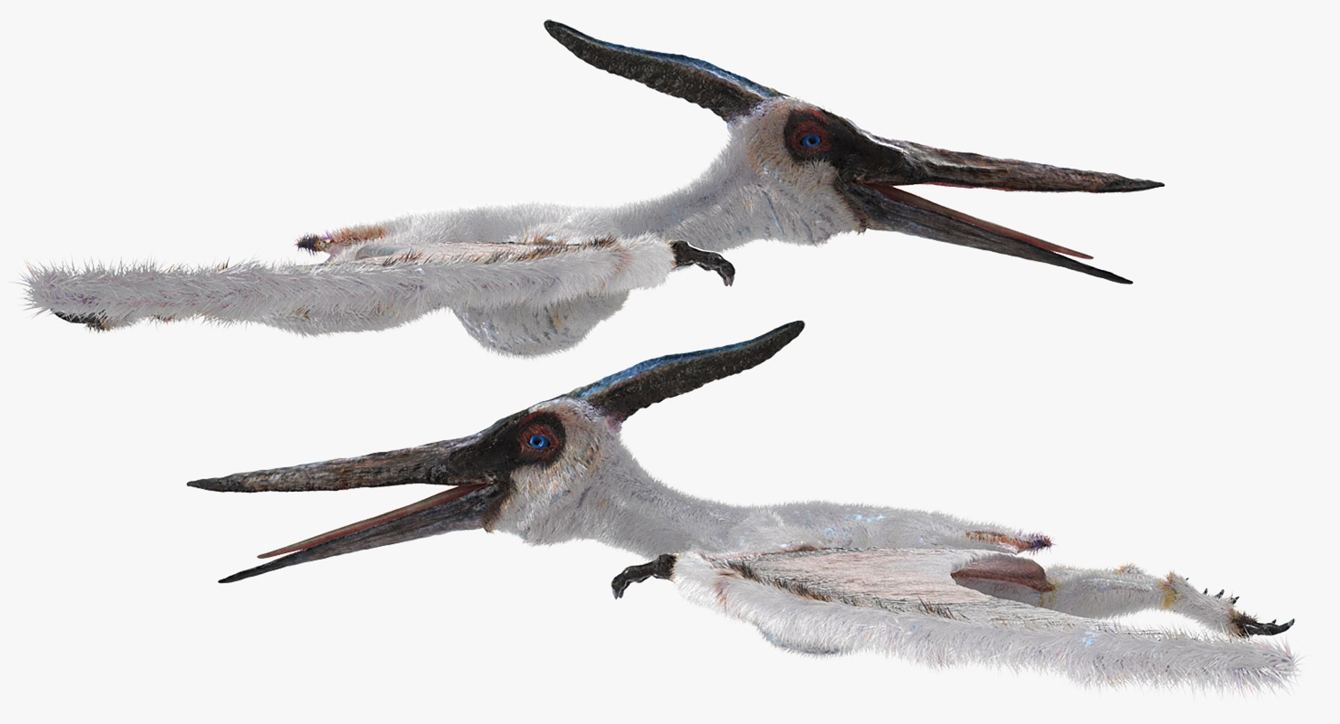 Pteranodon pterosaur white rigged 3D - TurboSquid 1479528