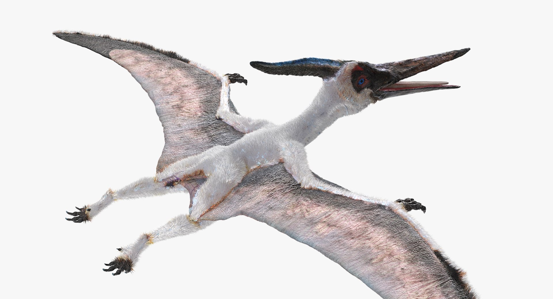 Pterosaur Pteranodon White with Fur PNG Images & PSDs for Download