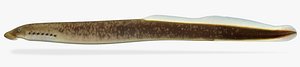 3D southern brook lamprey