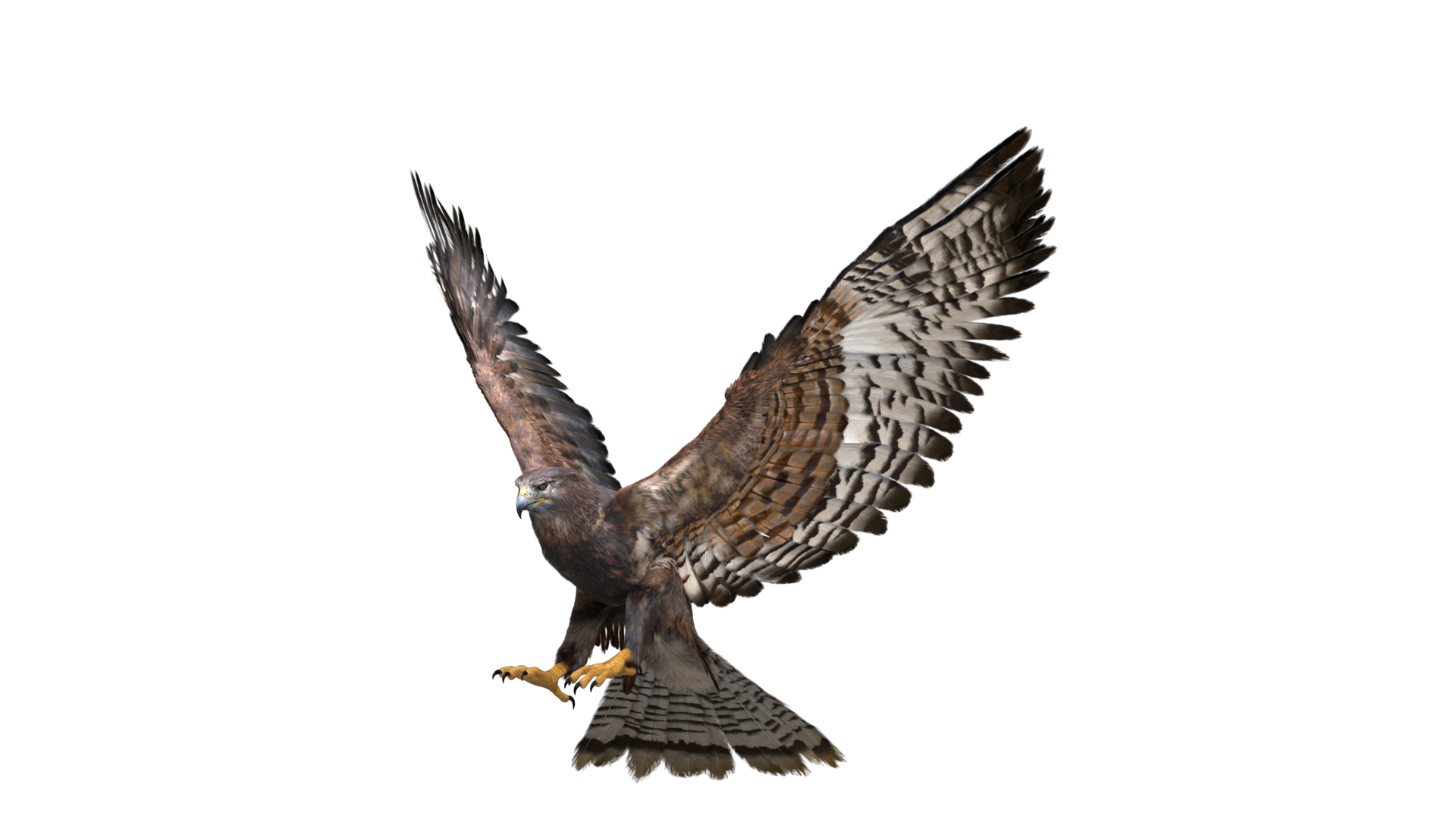 Realistic Hawk Rigged 3d Model - Turbosquid 1513393