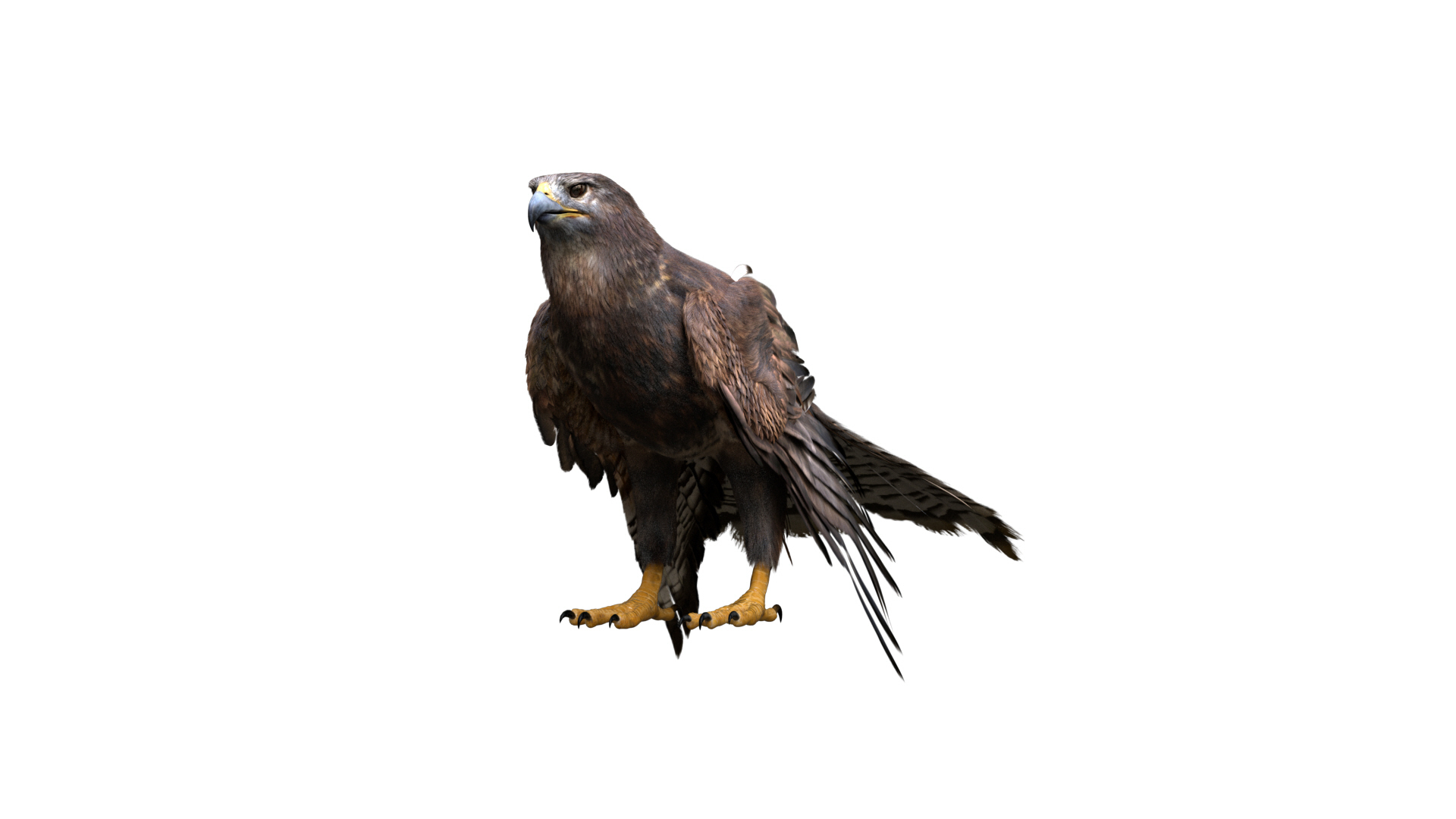 realistic hawk rigged 3D model https://p.turbosquid.com/ts-thumb/pC/78JFZi/8eYve9jy/damage/jpg/1595381870/1920x1080/turn_fit_q99/ccb10c0d83efc336bef1b494d4946a719974ca58/damage-1.jpg