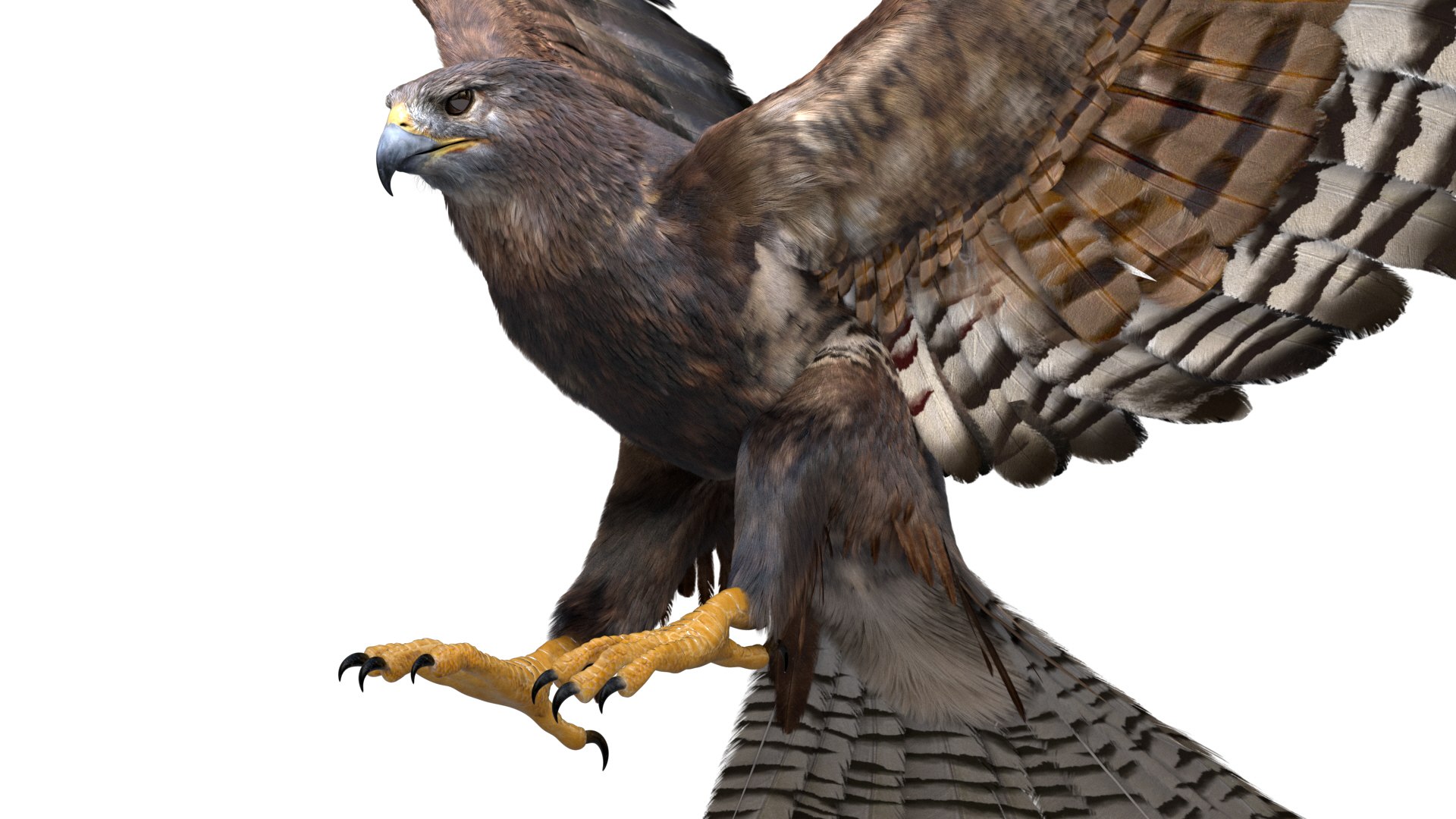 realistic hawk rigged 3D model https://p.turbosquid.com/ts-thumb/pC/78JFZi/BtJW7cN4/09/jpg/1582344448/1920x1080/fit_q87/76dca486a07a7334032cd59a819fe8301af163cf/09.jpg
