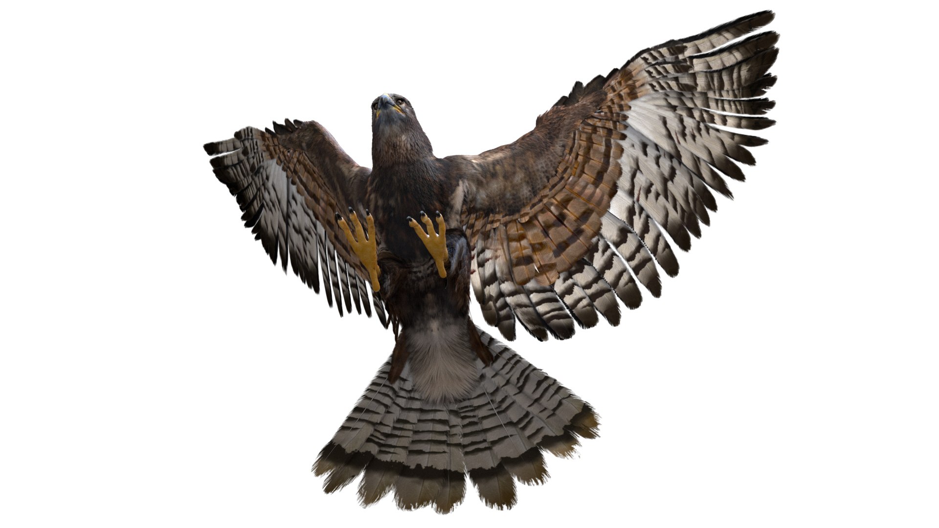 realistic hawk rigged 3D model https://p.turbosquid.com/ts-thumb/pC/78JFZi/IyEMmbeI/13/jpg/1582344448/1920x1080/fit_q87/a430351927ad11af8c2b61c4c8c71bd6ae6f3ed7/13.jpg