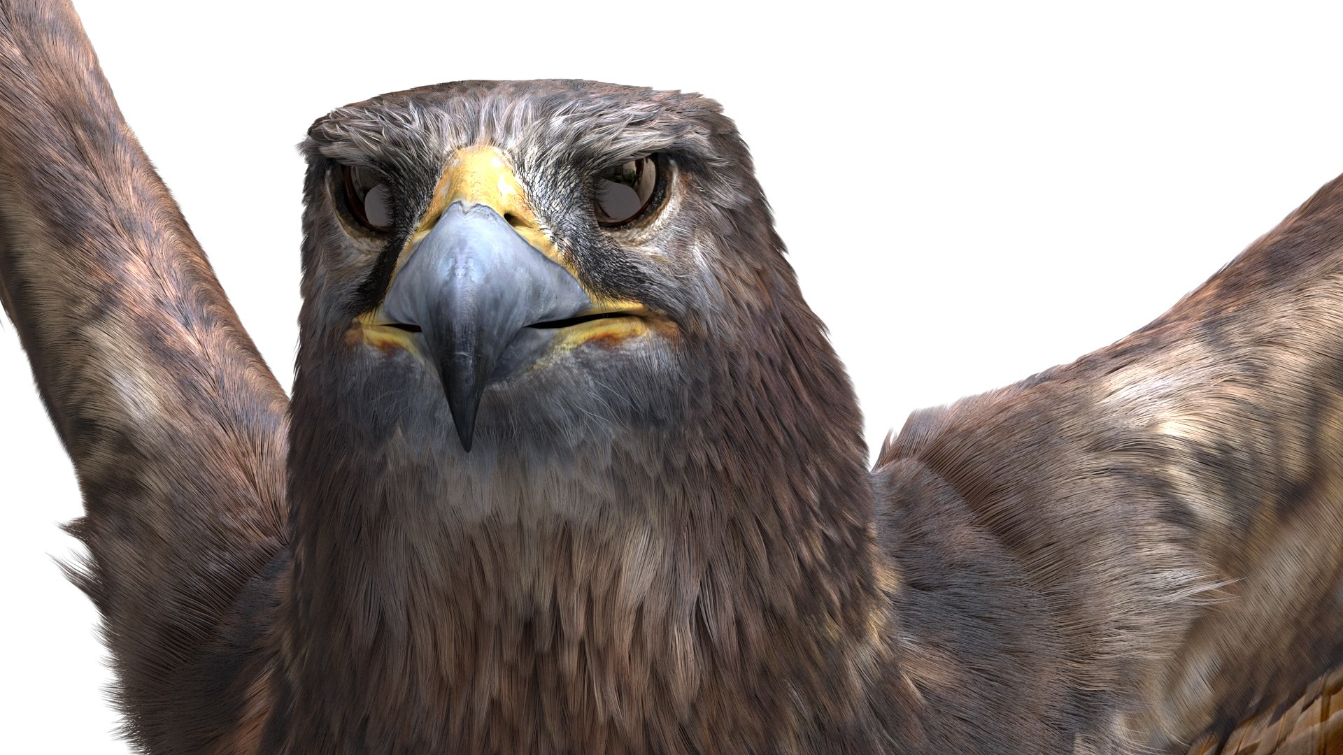 realistic hawk rigged 3D model https://p.turbosquid.com/ts-thumb/pC/78JFZi/LqbQY662/17/jpg/1582344448/1920x1080/fit_q87/abe79d80e4303b677d260101be8d4bda232f6e16/17.jpg