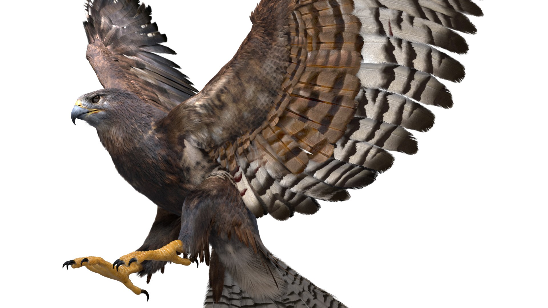 realistic hawk rigged 3D model https://p.turbosquid.com/ts-thumb/pC/78JFZi/MLHQj8HY/16/jpg/1582344448/1920x1080/fit_q87/c48912305085c095ea7ac501d98037d0d4ea8496/16.jpg