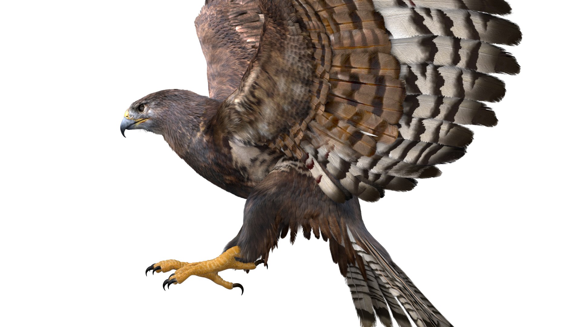 realistic hawk rigged 3D model https://p.turbosquid.com/ts-thumb/pC/78JFZi/ScsAdC2S/08/jpg/1582344448/1920x1080/fit_q87/2060f5060e1afd2a8f8ed81d60be3198d3412bb9/08.jpg