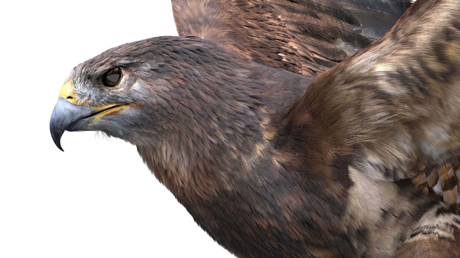 realistic hawk rigged 3D model https://p.turbosquid.com/ts-thumb/pC/78JFZi/WMDIns8N/11/jpg/1582344448/1920x1080/fit_q87/d8325293873a8fb30f71ad0fa30e9a21f0dc1647/11.jpg