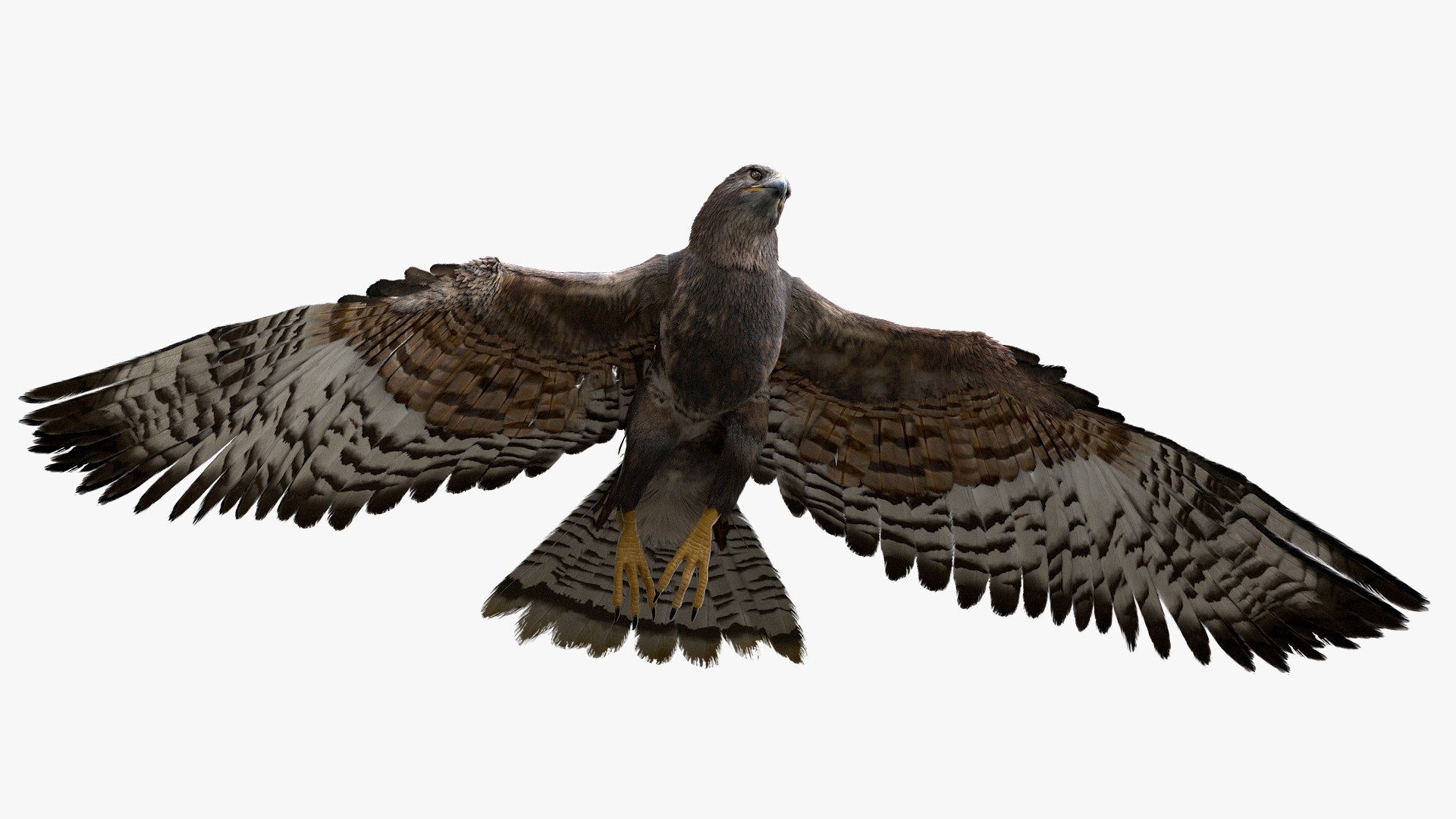 realistic hawk rigged 3D model https://p.turbosquid.com/ts-thumb/pC/78JFZi/hCU8ZjsD/05/jpg/1582344448/1920x1080/fit_q87/c7982f0f757f778733a8c0f7f5f582cd960dcda7/05.jpg