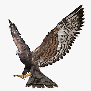 Hawk Fur Rigged