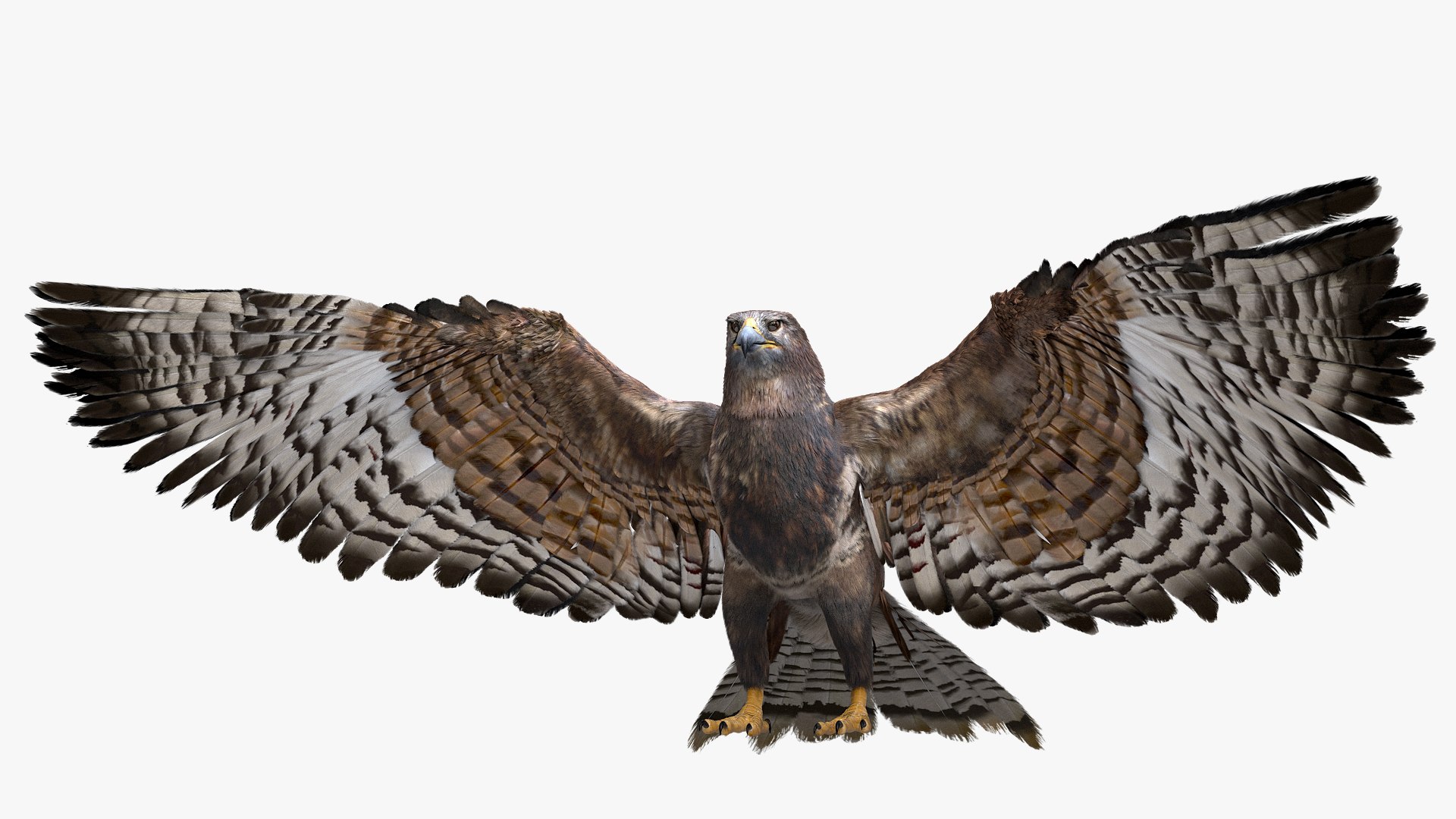 realistic hawk rigged 3D model https://p.turbosquid.com/ts-thumb/pC/78JFZi/mtO5HxNc/07/jpg/1582344448/1920x1080/fit_q87/6918561228a8b2c6cf2254f68798211d790e0af9/07.jpg