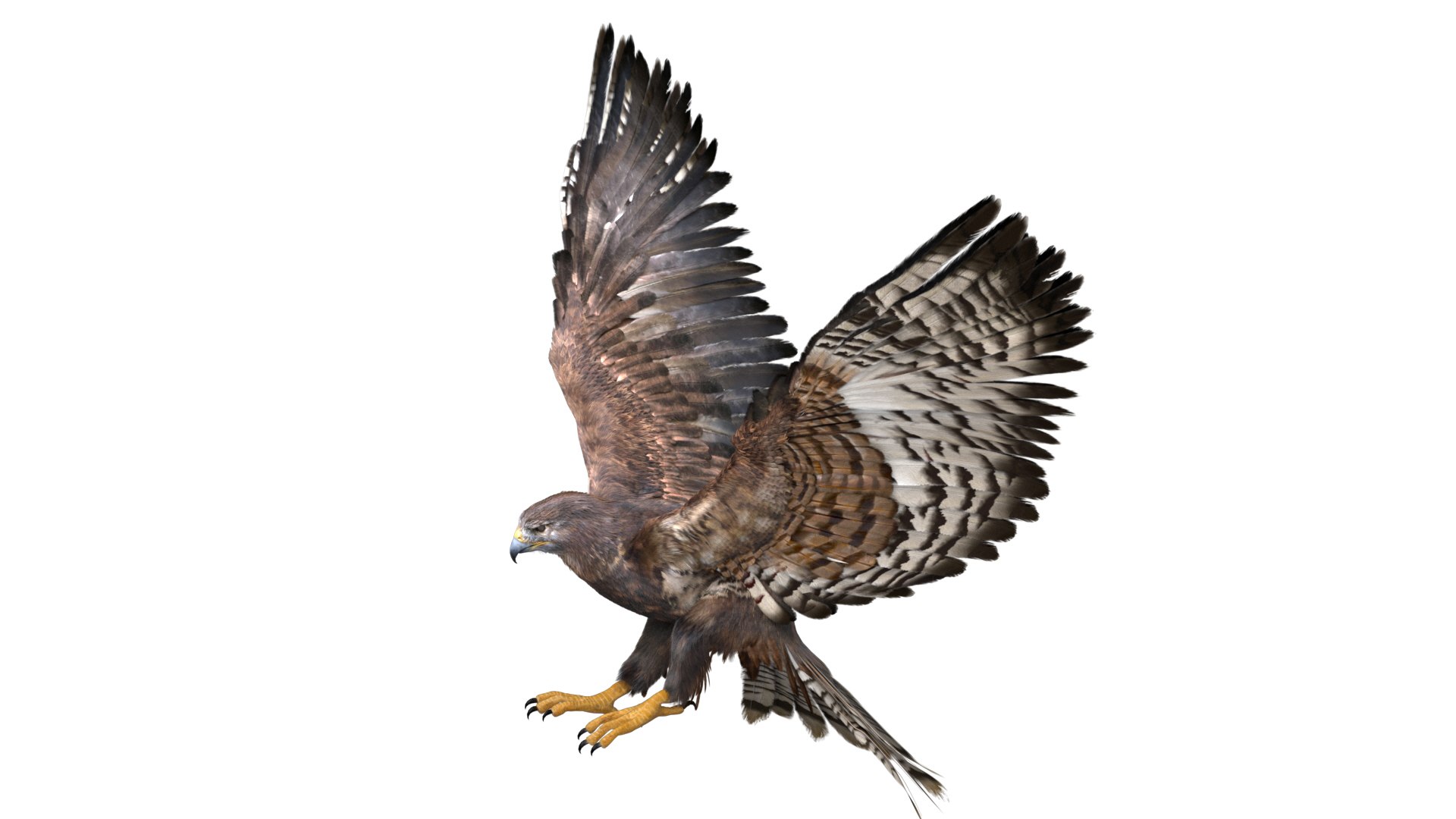realistic hawk rigged 3D model https://p.turbosquid.com/ts-thumb/pC/78JFZi/vtjYNYl1/15/jpg/1582344448/1920x1080/fit_q87/064ebfe12375fc28d6aaa79ad4eb23cd22d578e5/15.jpg