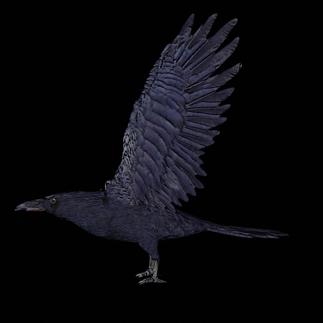 Raven 3D Model - TurboSquid 1746042