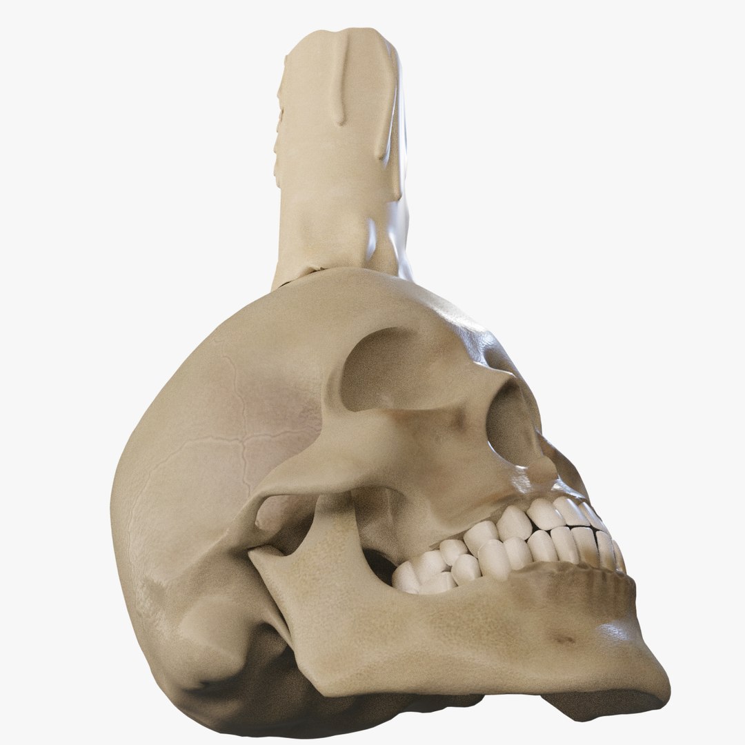 skull candle model https://p.turbosquid.com/ts-thumb/pC/JsA9xW/FkF2fGSl/skully_04/jpg/1586796598/1920x1080/fit_q87/ef39da23311a0dec0bffca016d6630de028a383c/skully_04.jpg