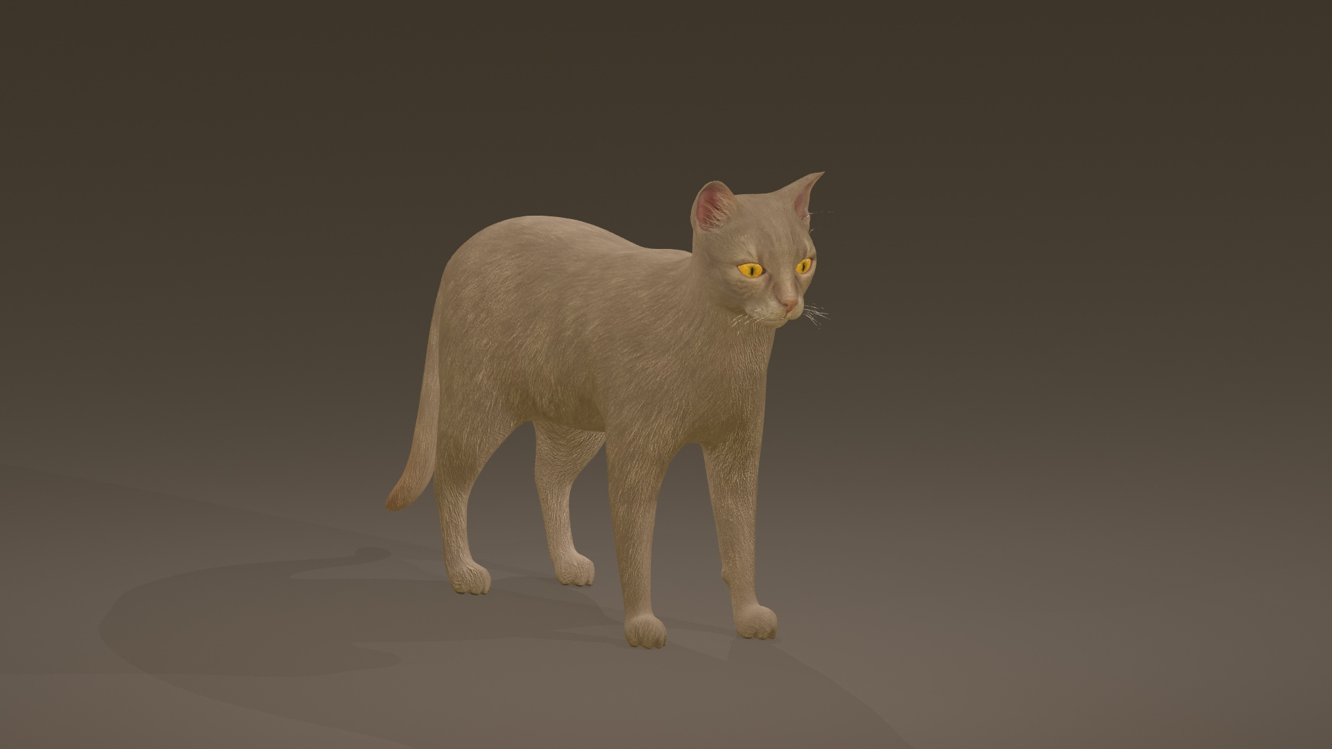 3D Model Cat Collection 2 - TurboSquid 1871525