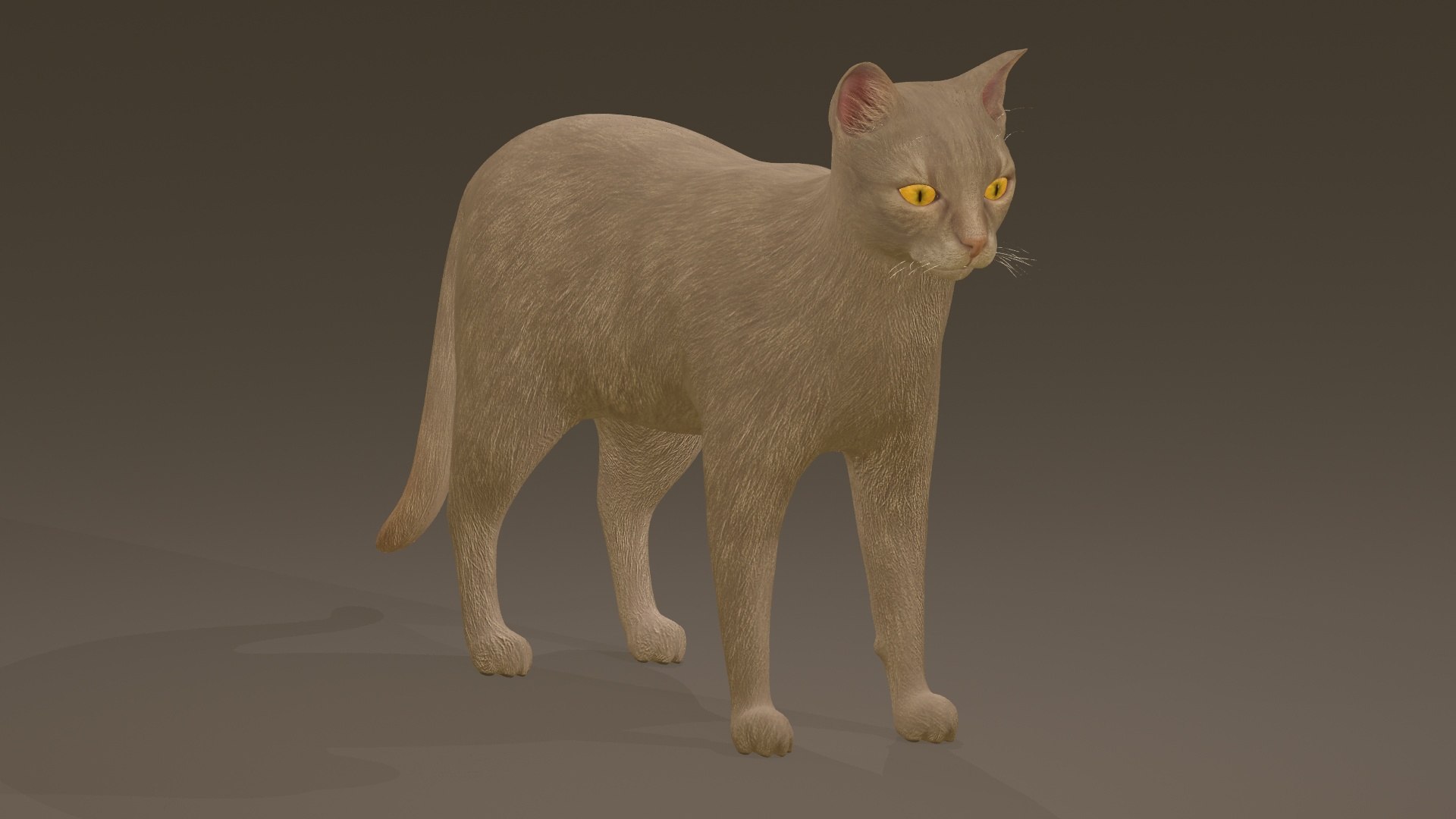 3D Model Cat Collection 2 - TurboSquid 1871525