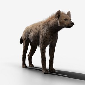 Spotted Hyena Animated