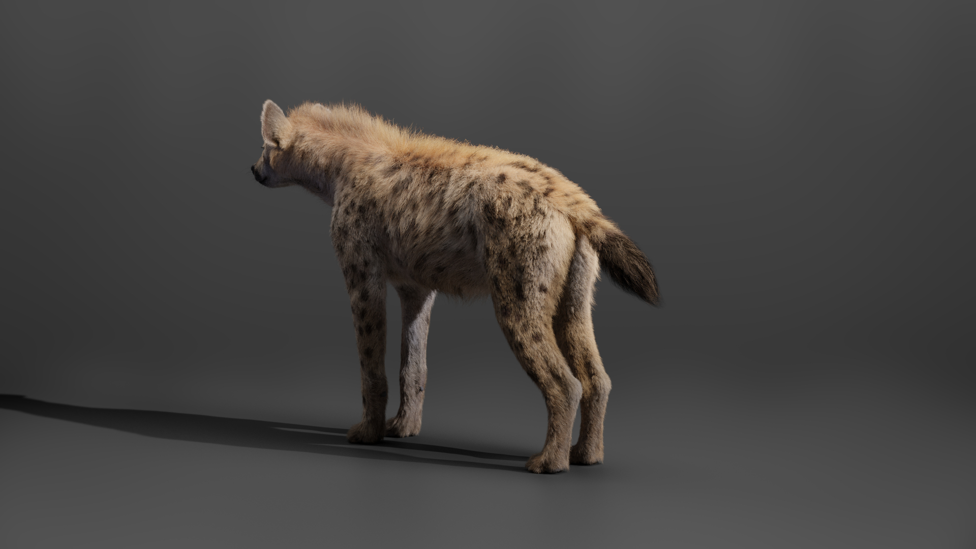 spotted hyena3d模型
