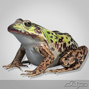 frog 2 3d model