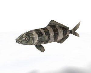Pilot Fish