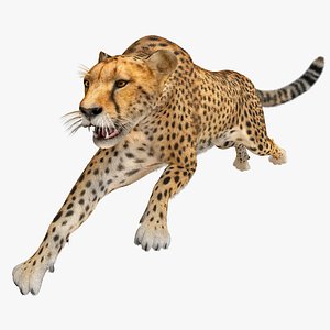 cheetah 2 pose fur 3d model