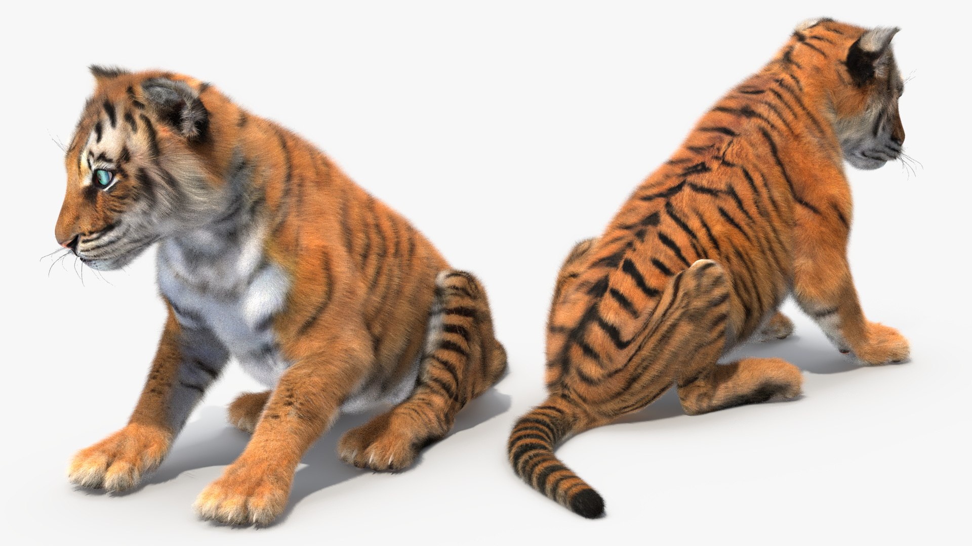 Tiger Cub Sitting Fur 3D Model - TurboSquid 2341186