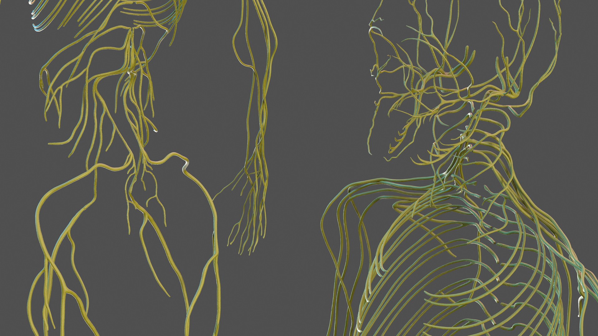 3D male skeleton cardiovascular lymphatic https://p.turbosquid.com/ts-thumb/pC/u1pJZc/0uEcDEiF/maleskeletoncardiovascularlymphaticandnervoussystemsandskinc4dmodel036/jpg/1590577392/1920x1080/fit_q87/2d2a5815625d9e46a28e77a238a1de9b55456f77/maleskeletoncardiovascularlymphaticandnervoussystemsandskinc4dmodel036.jpg