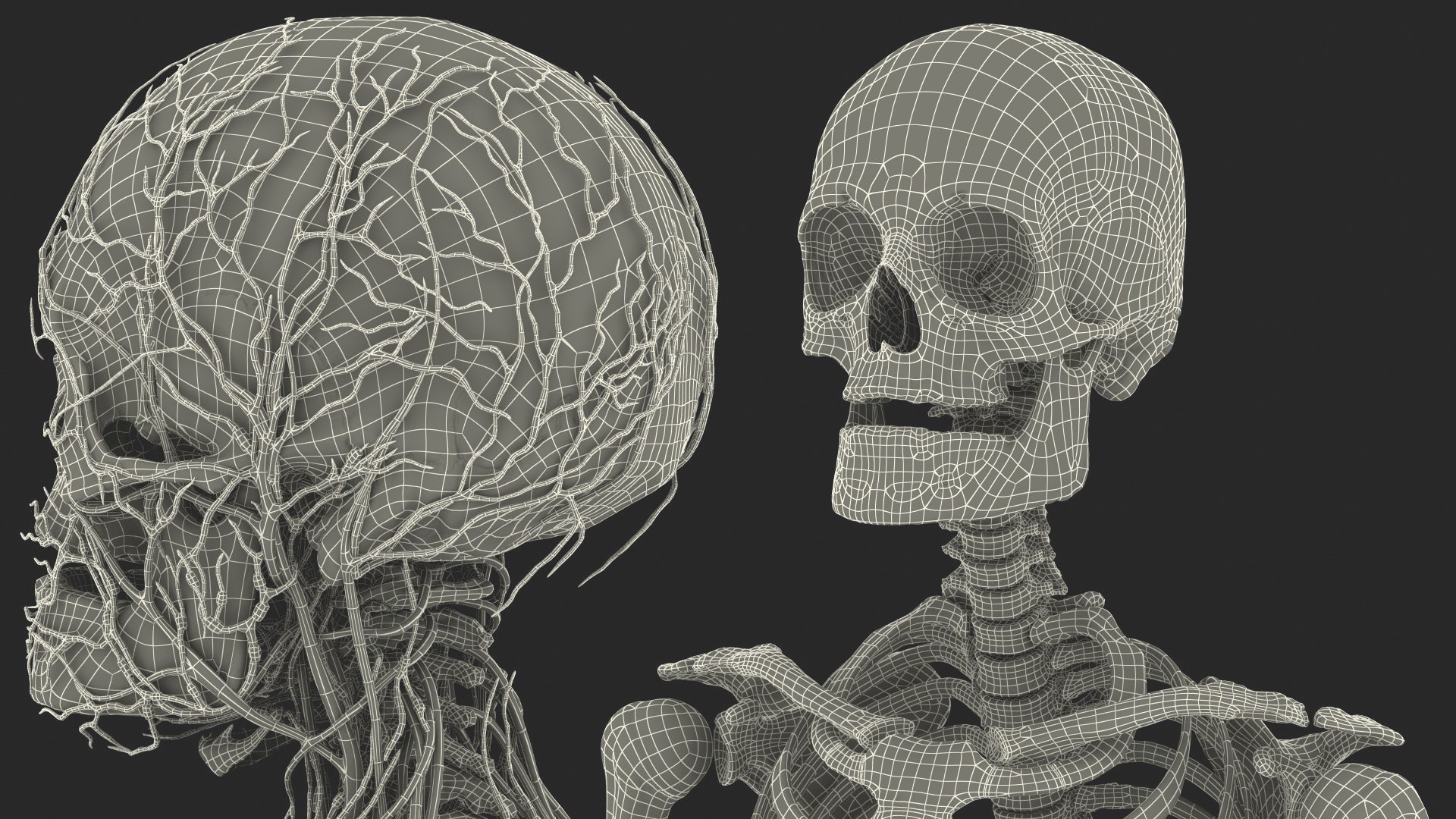 3D male skeleton cardiovascular lymphatic https://p.turbosquid.com/ts-thumb/pC/u1pJZc/166GnqWI/maleskeletoncardiovascularlymphaticandnervoussystemsandskinc4dmodel071/jpg/1590577756/1920x1080/fit_q87/1f769c83100c1aebfd2cb54c8ec3e02a9f9b8e88/maleskeletoncardiovascularlymphaticandnervoussystemsandskinc4dmodel071.jpg