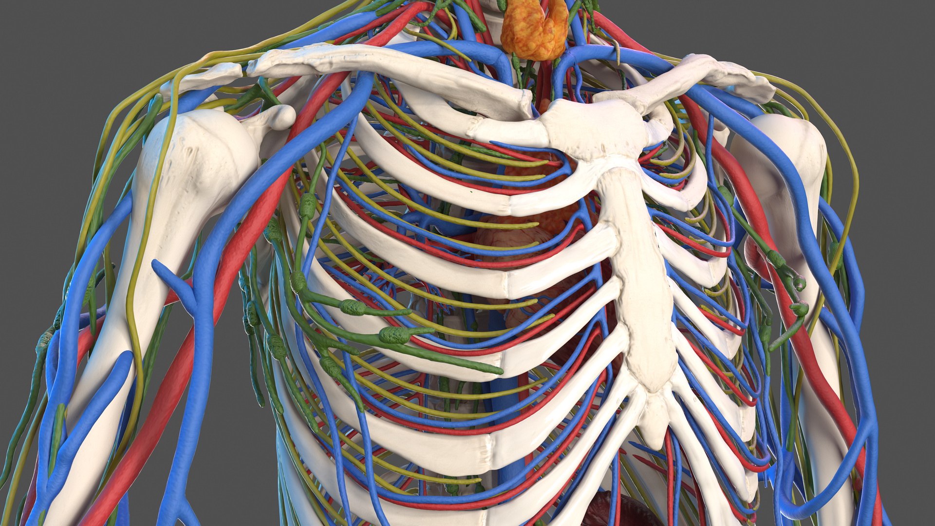 3D male skeleton cardiovascular lymphatic https://p.turbosquid.com/ts-thumb/pC/u1pJZc/4VmU5MqI/maleskeletoncardiovascularlymphaticandnervoussystemsandskinc4dmodel019/jpg/1590577218/1920x1080/fit_q87/4bb90781ecc780861df893aa51ce8cffa6c243eb/maleskeletoncardiovascularlymphaticandnervoussystemsandskinc4dmodel019.jpg