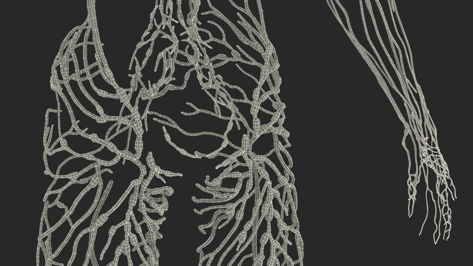 3D male skeleton cardiovascular lymphatic https://p.turbosquid.com/ts-thumb/pC/u1pJZc/5Ey5lAsR/maleskeletoncardiovascularlymphaticandnervoussystemsandskinc4dmodel074/jpg/1590577783/1920x1080/fit_q87/ad4a897b58f809e1e828fc43b98f2d8d8aa1f0a2/maleskeletoncardiovascularlymphaticandnervoussystemsandskinc4dmodel074.jpg