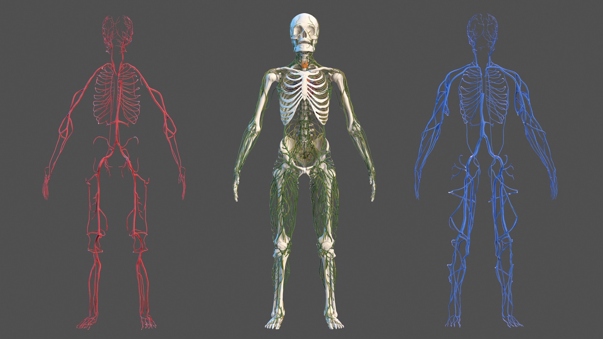 3D male skeleton cardiovascular lymphatic https://p.turbosquid.com/ts-thumb/pC/u1pJZc/5POmYBFi/maleskeletoncardiovascularlymphaticandnervoussystemsandskinc4dmodel011/jpg/1590577136/1920x1080/fit_q87/e4d26a164b36486e772a3626e1cd3187329705c8/maleskeletoncardiovascularlymphaticandnervoussystemsandskinc4dmodel011.jpg