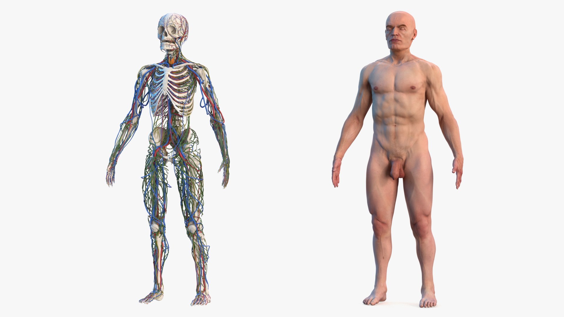 3D male skeleton cardiovascular lymphatic https://p.turbosquid.com/ts-thumb/pC/u1pJZc/5eMTITcS/maleskeletoncardiovascularlymphaticandnervoussystemsandskinc4dmodel002/jpg/1590577052/1920x1080/fit_q87/fea06e1fc1996b3ab93b76c56e70044616f0a127/maleskeletoncardiovascularlymphaticandnervoussystemsandskinc4dmodel002.jpg