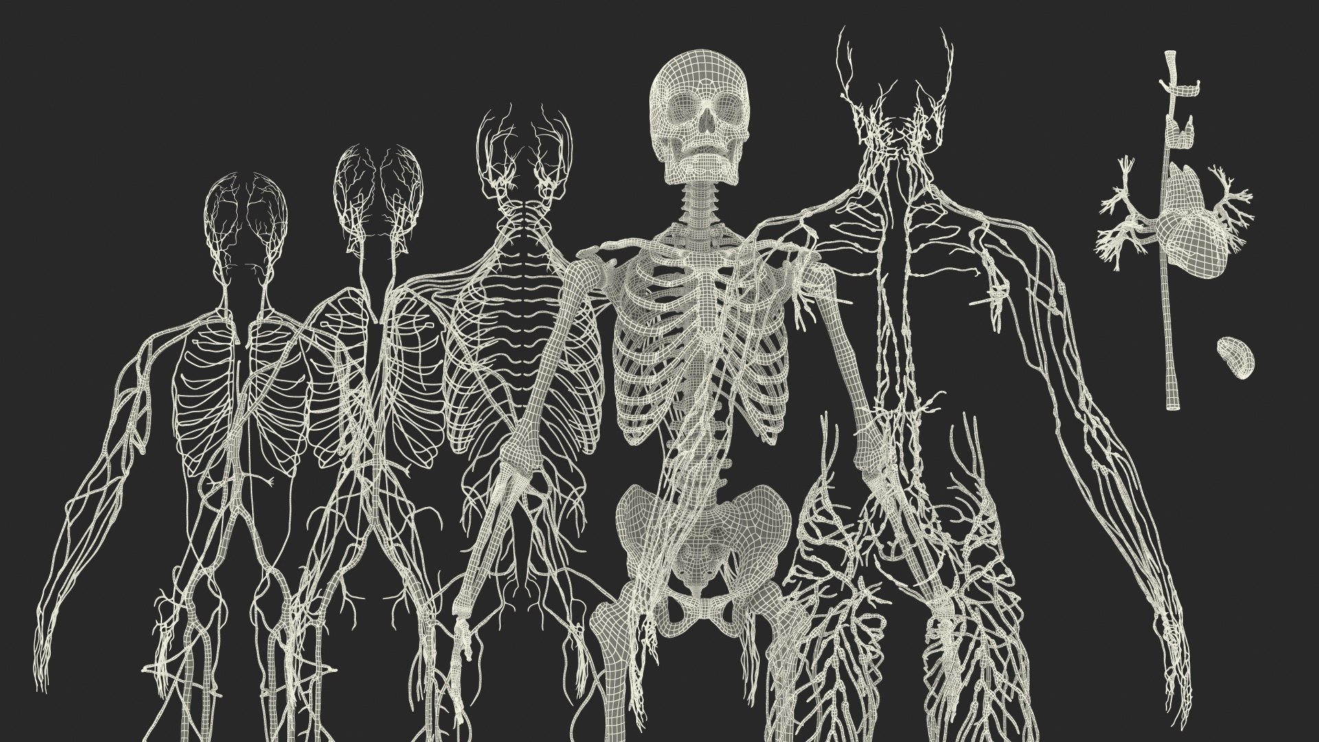 3D male skeleton cardiovascular lymphatic https://p.turbosquid.com/ts-thumb/pC/u1pJZc/6WinRNV0/maleskeletoncardiovascularlymphaticandnervoussystemsandskinc4dmodel069/jpg/1590577739/1920x1080/fit_q87/edaae87df3f4af622dc0575e3a4868e14f472796/maleskeletoncardiovascularlymphaticandnervoussystemsandskinc4dmodel069.jpg