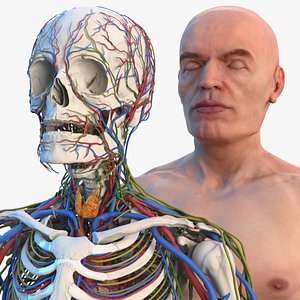 3D male skeleton cardiovascular lymphatic