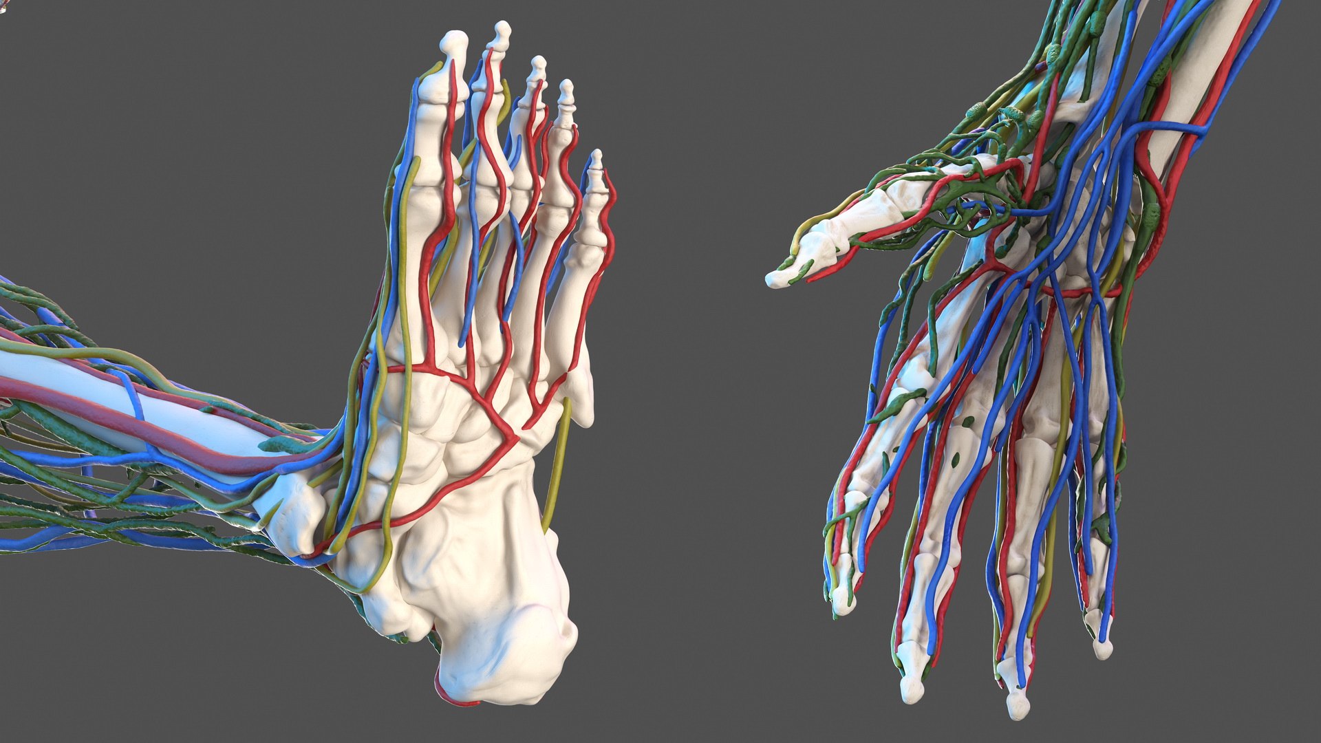 3D male skeleton cardiovascular lymphatic https://p.turbosquid.com/ts-thumb/pC/u1pJZc/FZnXpQTc/maleskeletoncardiovascularlymphaticandnervoussystemsandskinc4dmodel027/jpg/1590577301/1920x1080/fit_q87/a826c304e21a4eac6f5573cffc264448a9a07e5f/maleskeletoncardiovascularlymphaticandnervoussystemsandskinc4dmodel027.jpg