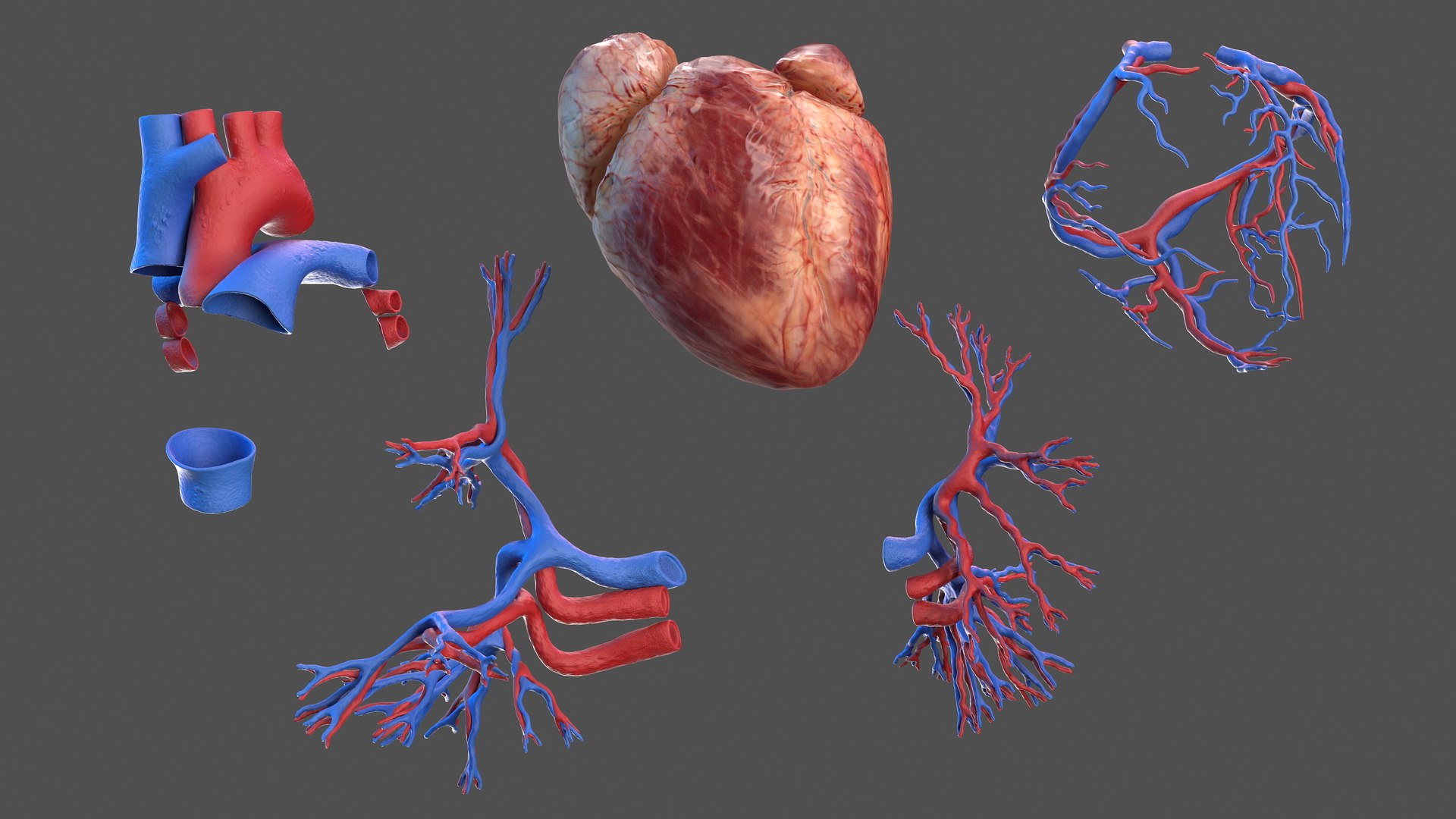 3D male skeleton cardiovascular lymphatic https://p.turbosquid.com/ts-thumb/pC/u1pJZc/G09angOt/maleskeletoncardiovascularlymphaticandnervoussystemsandskinc4dmodel030/jpg/1590577329/1920x1080/fit_q87/d842f669a052edeecae0edb16d505c638d59ec66/maleskeletoncardiovascularlymphaticandnervoussystemsandskinc4dmodel030.jpg