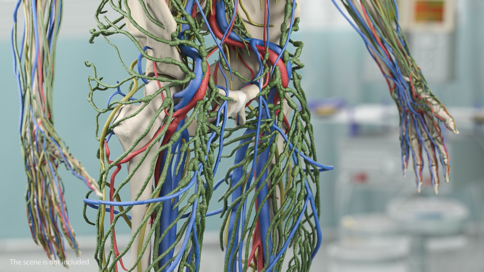 3D male skeleton cardiovascular lymphatic https://p.turbosquid.com/ts-thumb/pC/u1pJZc/G3O0JNOG/maleskeletoncardiovascularlymphaticandnervoussystemsandskinc4dmodel015/jpg/1590577177/1920x1080/fit_q87/e0747dc3c4aa1b16de6c9f0e2fc5d04076485e60/maleskeletoncardiovascularlymphaticandnervoussystemsandskinc4dmodel015.jpg