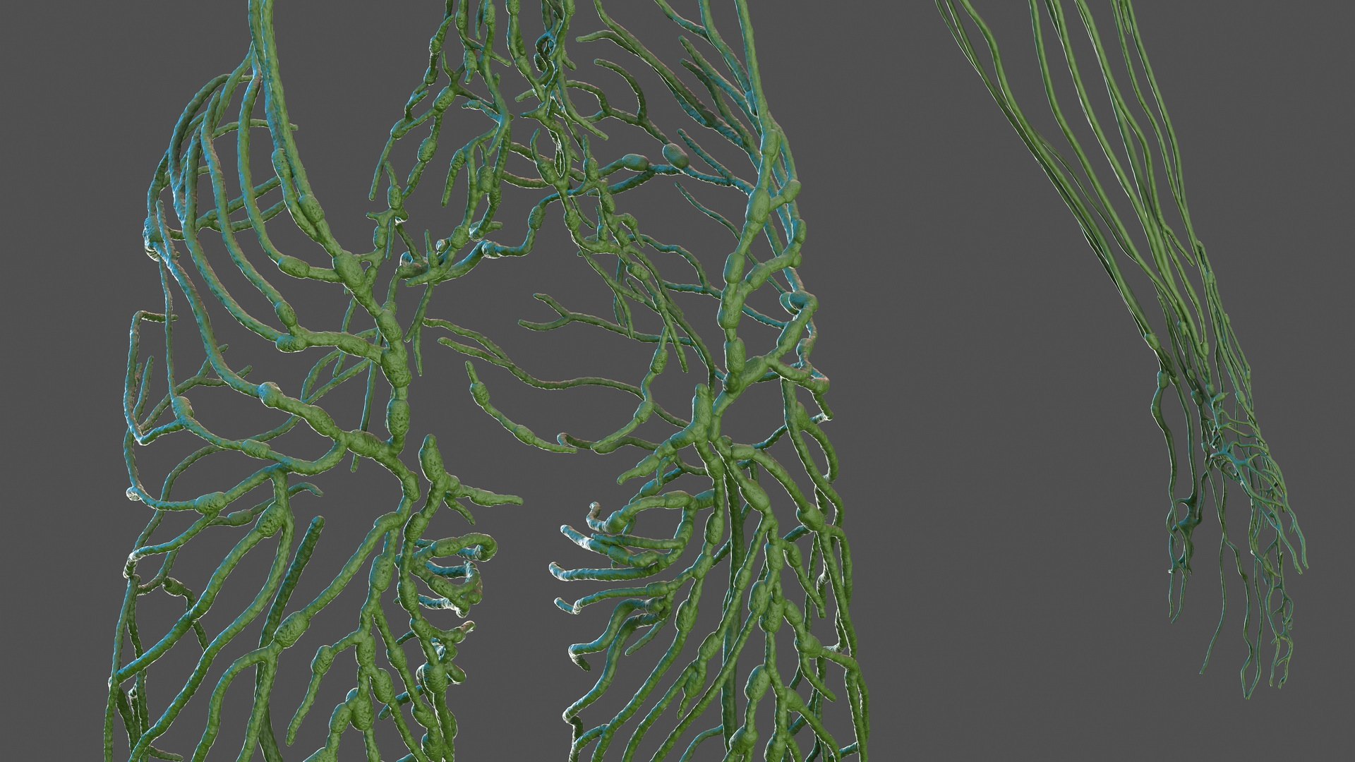 3D male skeleton cardiovascular lymphatic https://p.turbosquid.com/ts-thumb/pC/u1pJZc/GjGo5GyK/maleskeletoncardiovascularlymphaticandnervoussystemsandskinc4dmodel037/jpg/1590577402/1920x1080/fit_q87/551568584017dc6b731ae0136bce51865c4ff72f/maleskeletoncardiovascularlymphaticandnervoussystemsandskinc4dmodel037.jpg