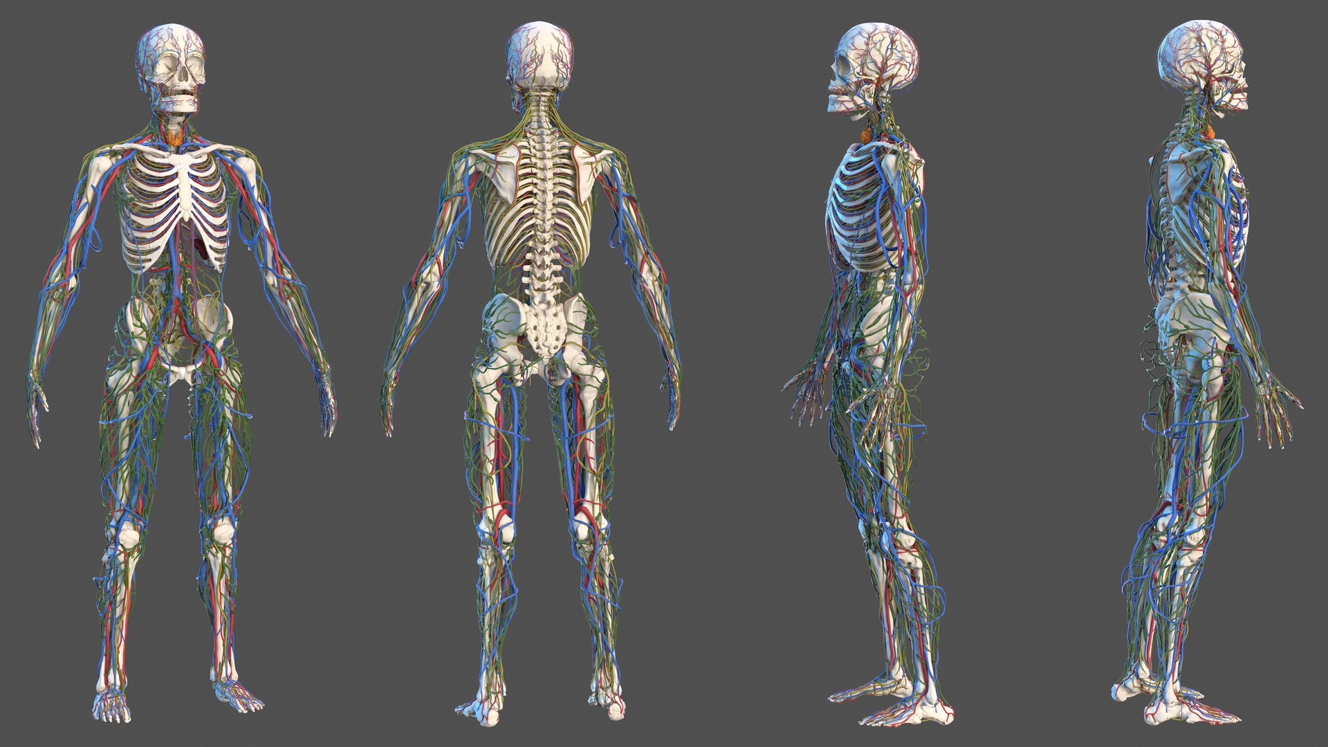 3D male skeleton cardiovascular lymphatic https://p.turbosquid.com/ts-thumb/pC/u1pJZc/J9XA33dr/maleskeletoncardiovascularlymphaticandnervoussystemsandskinc4dmodel010/jpg/1590577127/1920x1080/fit_q87/5422ff1f1fe2cfd08a25991534fbf800fea2a6b8/maleskeletoncardiovascularlymphaticandnervoussystemsandskinc4dmodel010.jpg