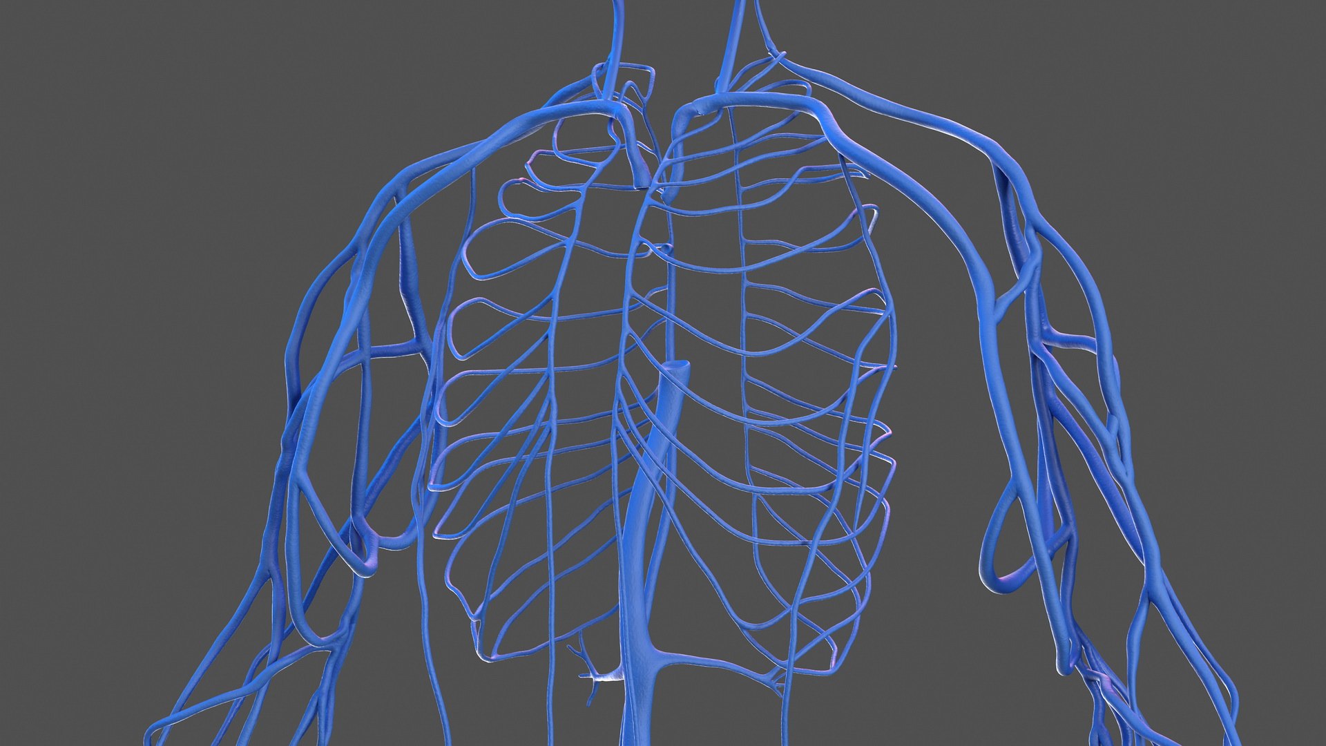 3D male skeleton cardiovascular lymphatic https://p.turbosquid.com/ts-thumb/pC/u1pJZc/NEyf2aod/maleskeletoncardiovascularlymphaticandnervoussystemsandskinc4dmodel035/jpg/1590577383/1920x1080/fit_q87/af9b54101feebd702480ee29442f6f7eb342c189/maleskeletoncardiovascularlymphaticandnervoussystemsandskinc4dmodel035.jpg