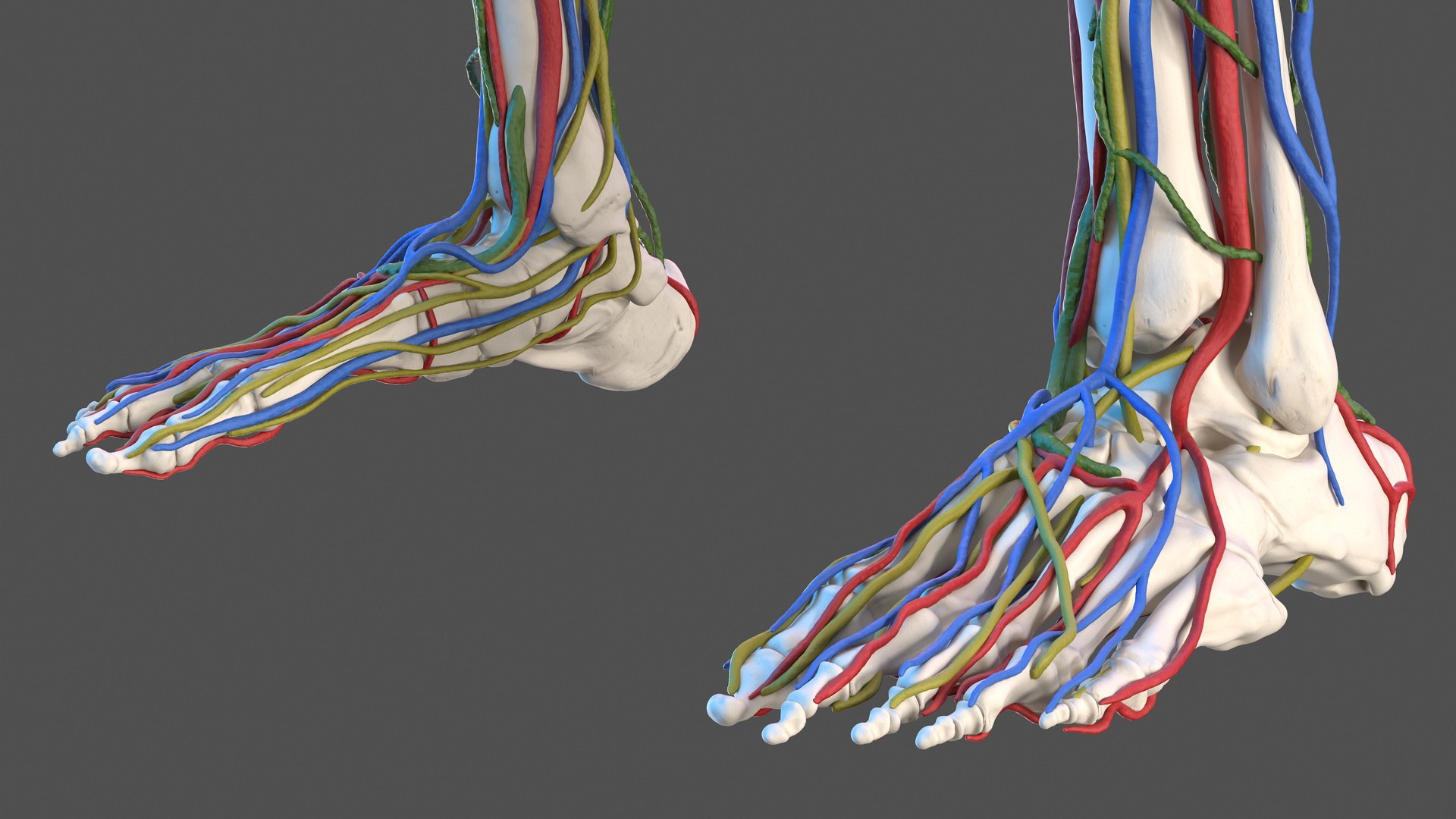 3D male skeleton cardiovascular lymphatic https://p.turbosquid.com/ts-thumb/pC/u1pJZc/NbkW7F95/maleskeletoncardiovascularlymphaticandnervoussystemsandskinc4dmodel026/jpg/1590577291/1920x1080/fit_q87/fb0972716f60f1e6ece68e6493284f1730beeedc/maleskeletoncardiovascularlymphaticandnervoussystemsandskinc4dmodel026.jpg