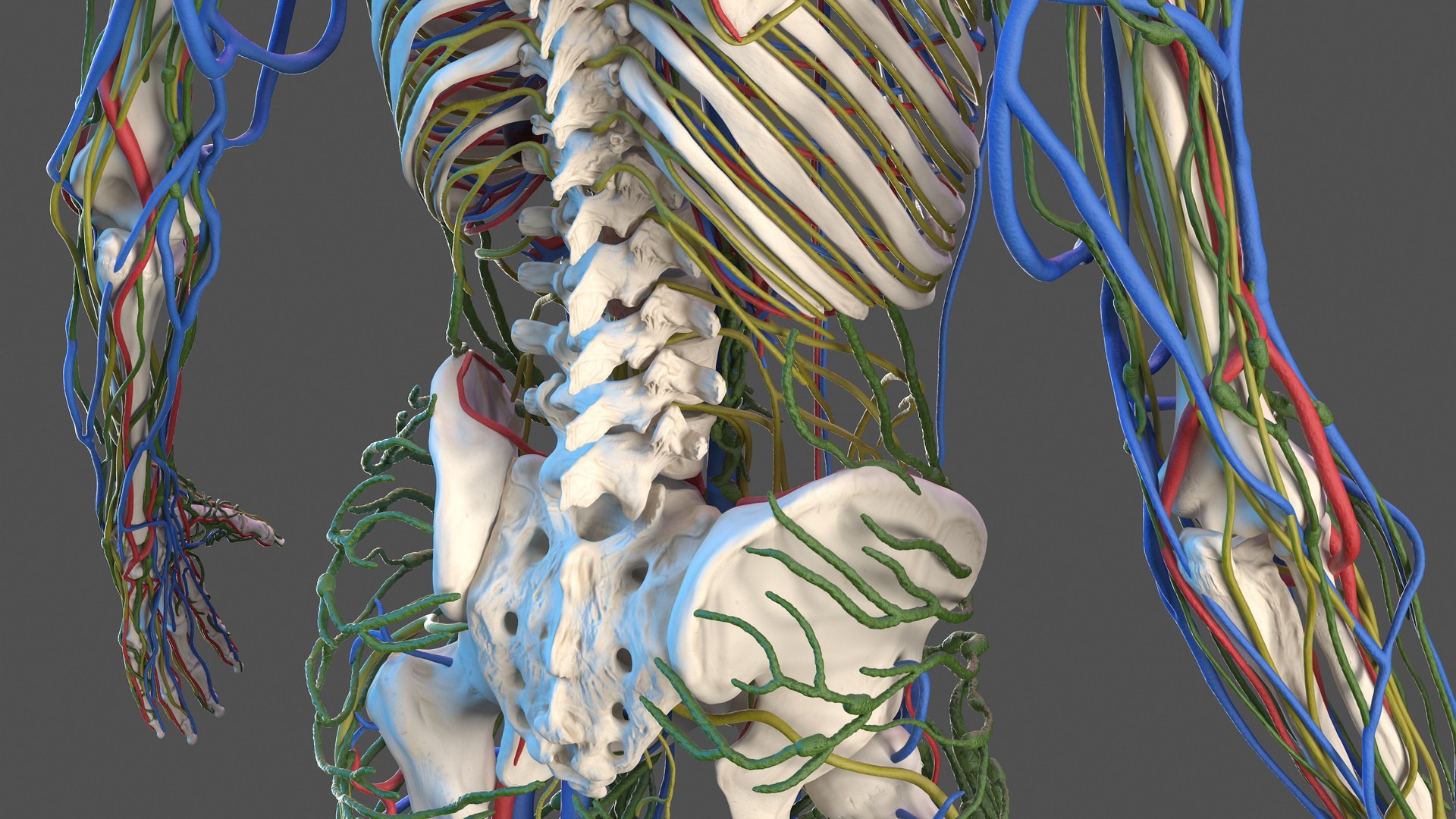 3D male skeleton cardiovascular lymphatic https://p.turbosquid.com/ts-thumb/pC/u1pJZc/NiQBIV0N/maleskeletoncardiovascularlymphaticandnervoussystemsandskinc4dmodel023/jpg/1590577262/1920x1080/fit_q87/effbdb616059b48aced493db3569066fd824ee8e/maleskeletoncardiovascularlymphaticandnervoussystemsandskinc4dmodel023.jpg