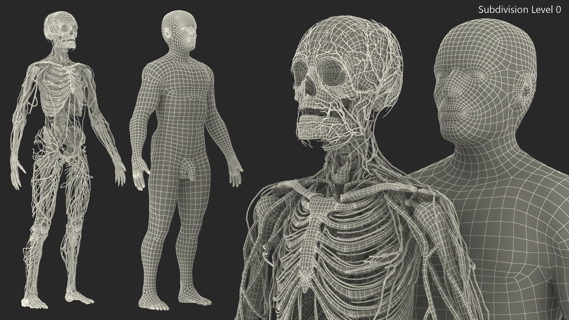 3D male skeleton cardiovascular lymphatic https://p.turbosquid.com/ts-thumb/pC/u1pJZc/OleZArX5/maleskeletoncardiovascularlymphaticandnervoussystemsandskinc4dmodel058/jpg/1590577622/1920x1080/fit_q87/f621ae3fd574364e555f41873ed46688c17e801e/maleskeletoncardiovascularlymphaticandnervoussystemsandskinc4dmodel058.jpg