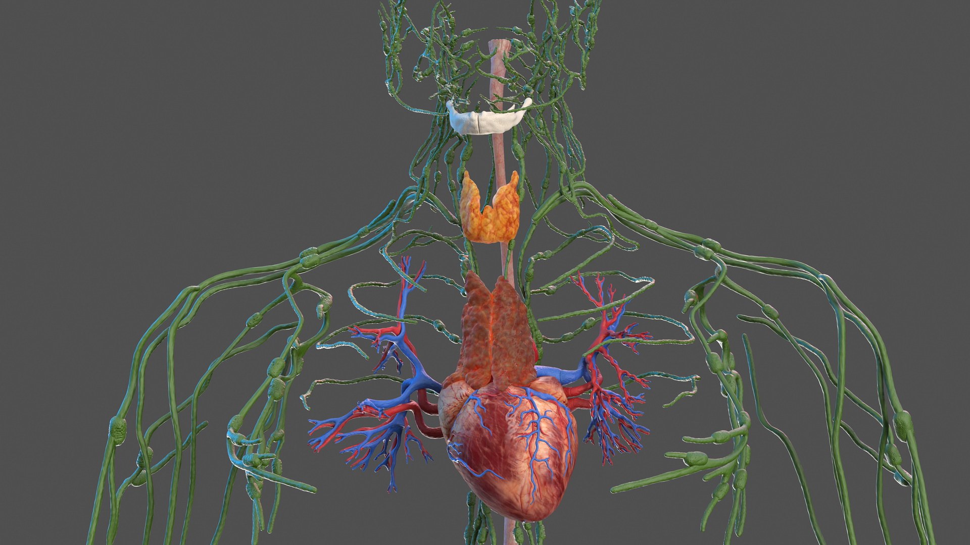 3D male skeleton cardiovascular lymphatic https://p.turbosquid.com/ts-thumb/pC/u1pJZc/PrgIM1V4/maleskeletoncardiovascularlymphaticandnervoussystemsandskinc4dmodel031/jpg/1590577338/1920x1080/fit_q87/ccfc4b006c400eb5721ca63342396ac2fbef2de8/maleskeletoncardiovascularlymphaticandnervoussystemsandskinc4dmodel031.jpg