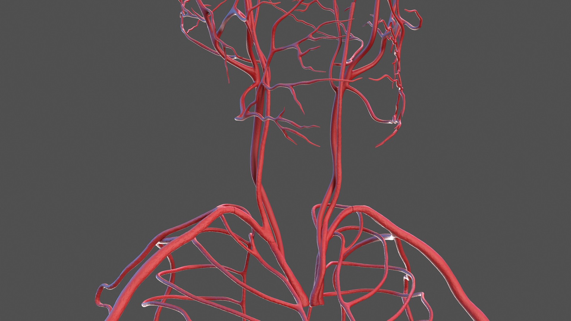 3D male skeleton cardiovascular lymphatic https://p.turbosquid.com/ts-thumb/pC/u1pJZc/T3E574da/maleskeletoncardiovascularlymphaticandnervoussystemsandskinc4dmodel034/jpg/1590577372/1920x1080/fit_q87/c59a71e4e6cfd95580de3b48a92b15b5489602c9/maleskeletoncardiovascularlymphaticandnervoussystemsandskinc4dmodel034.jpg