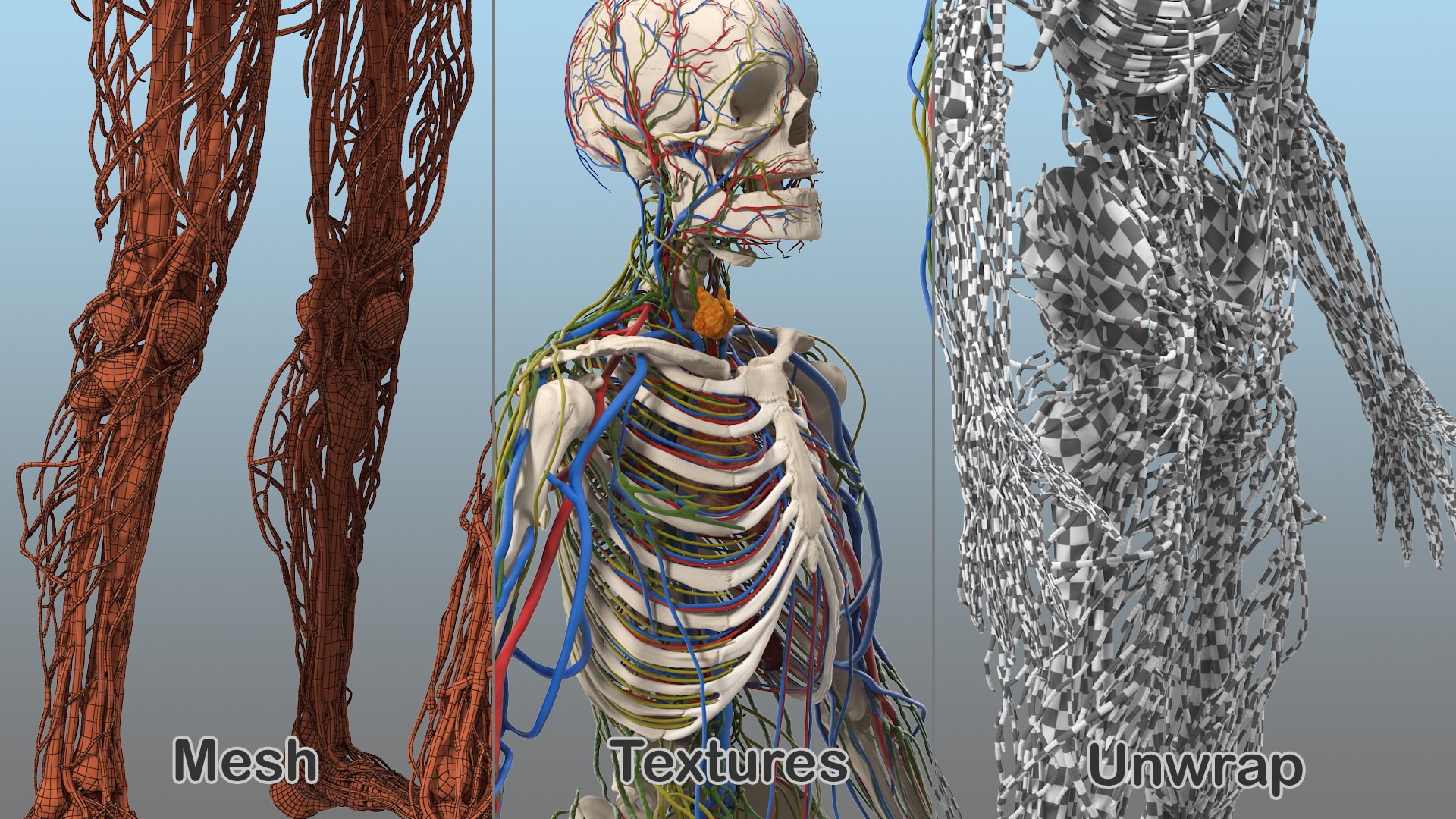 3D male skeleton cardiovascular lymphatic https://p.turbosquid.com/ts-thumb/pC/u1pJZc/UXyMlf9q/maleskeletoncardiovascularlymphaticandnervoussystemsandskinc4dmodel016/jpg/1590577185/1920x1080/fit_q87/c99923bf7381849826ecdb6b11fdd2f70741e26f/maleskeletoncardiovascularlymphaticandnervoussystemsandskinc4dmodel016.jpg