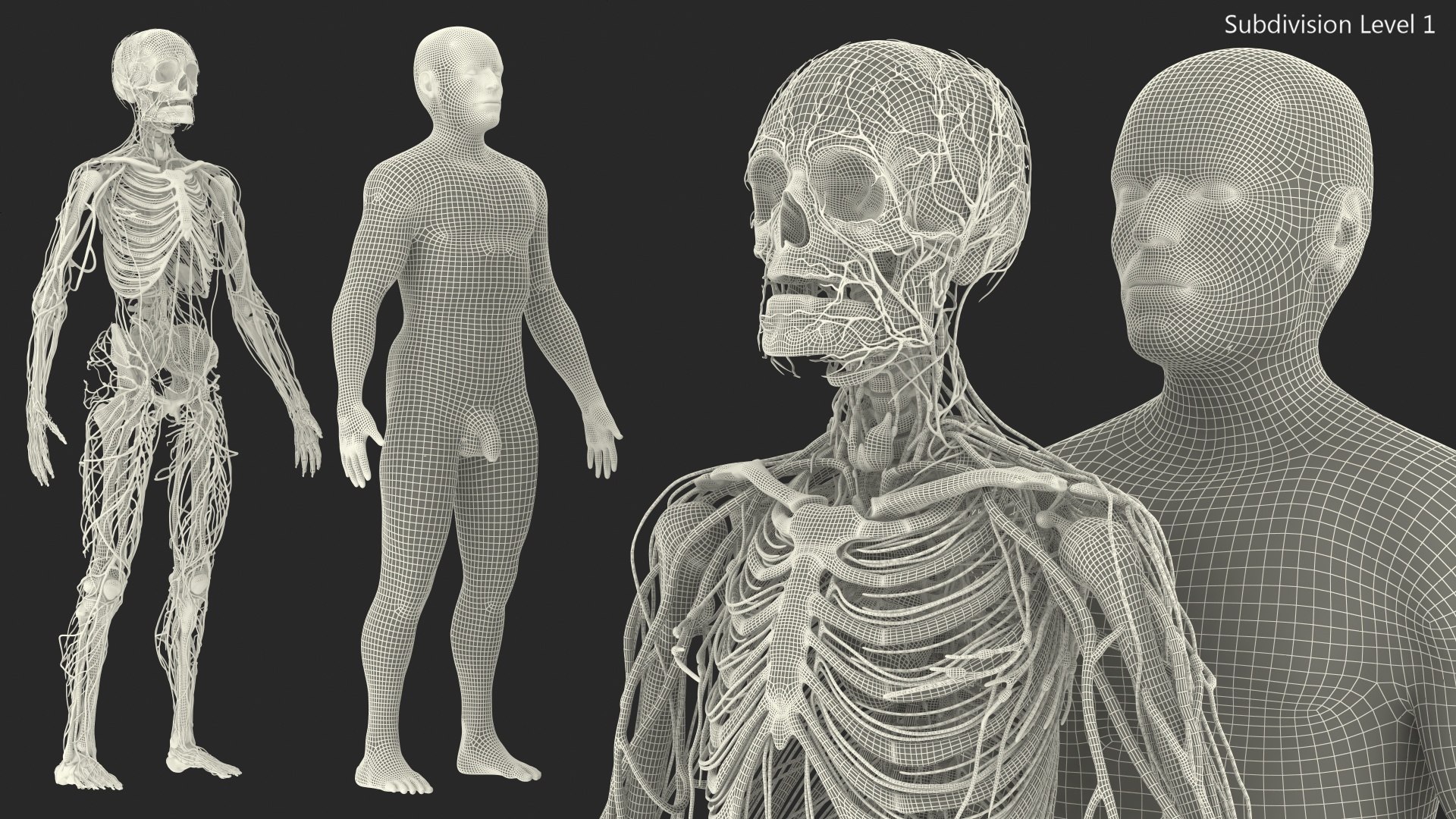 3D male skeleton cardiovascular lymphatic https://p.turbosquid.com/ts-thumb/pC/u1pJZc/XqEsUUx1/maleskeletoncardiovascularlymphaticandnervoussystemsandskinc4dmodel059/jpg/1590577630/1920x1080/fit_q87/559c88ad35be24a3ac5089095117dd8aa52c685f/maleskeletoncardiovascularlymphaticandnervoussystemsandskinc4dmodel059.jpg