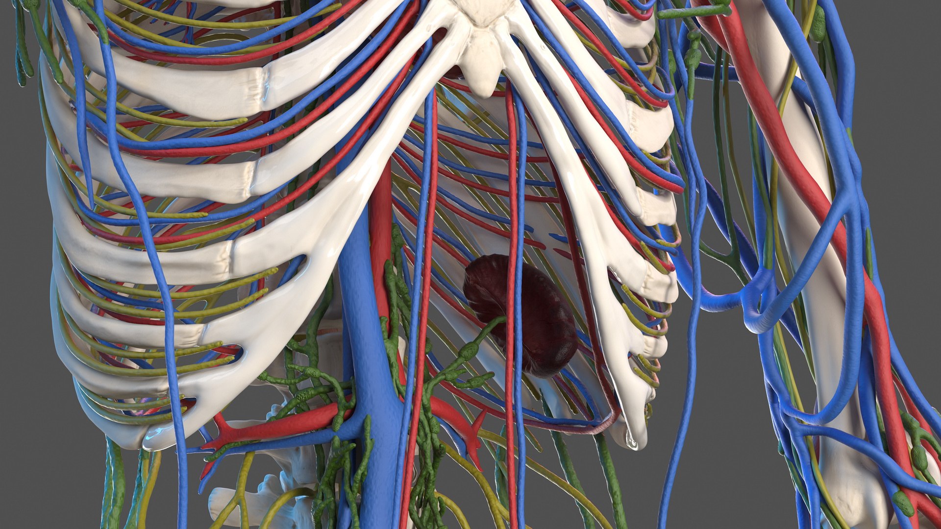 3D male skeleton cardiovascular lymphatic https://p.turbosquid.com/ts-thumb/pC/u1pJZc/YD5Ryt6t/maleskeletoncardiovascularlymphaticandnervoussystemsandskinc4dmodel020/jpg/1590577230/1920x1080/fit_q87/eccd4544f3322c909ba1c9504abb3b7994d3bd19/maleskeletoncardiovascularlymphaticandnervoussystemsandskinc4dmodel020.jpg